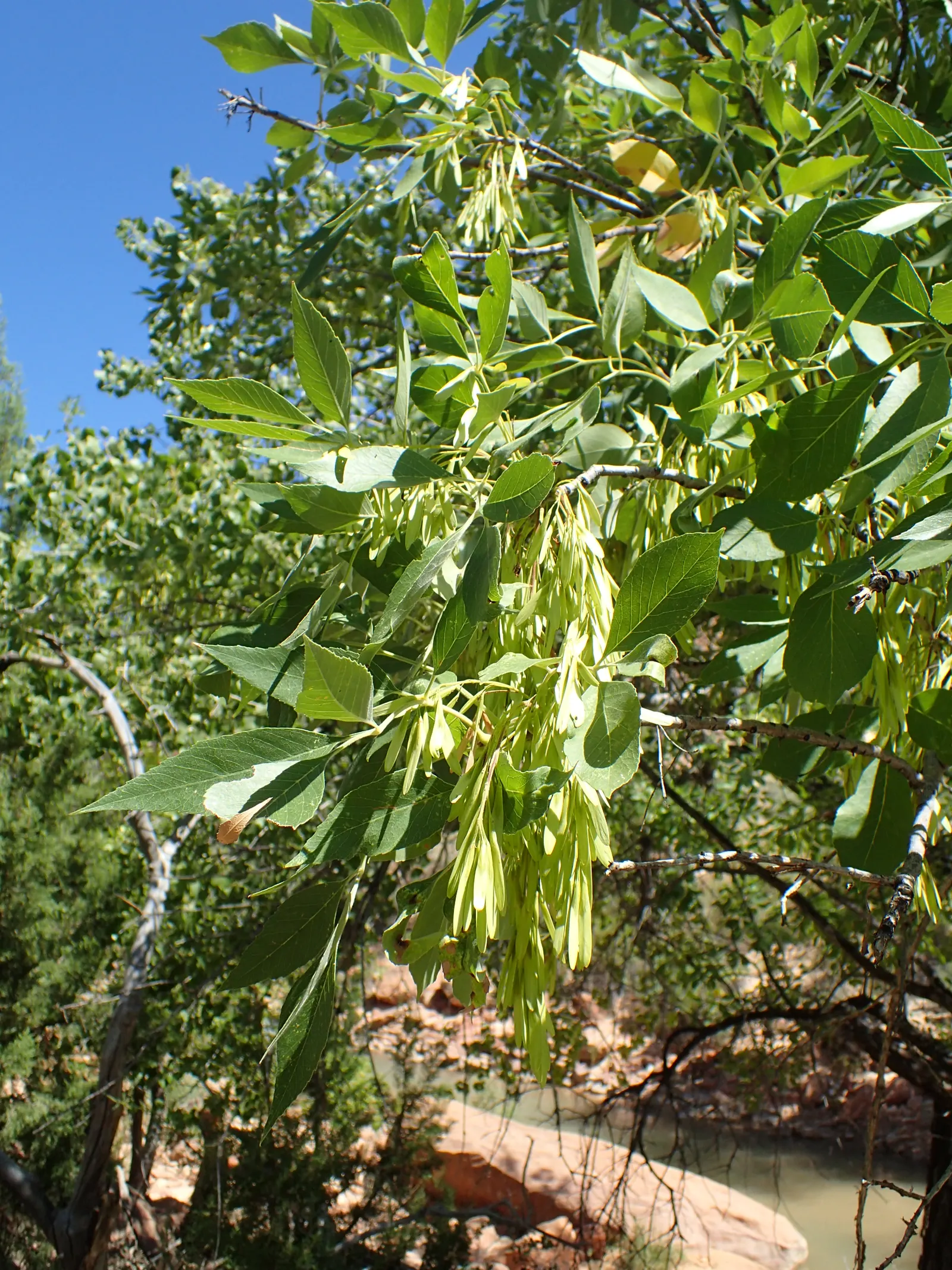 Arizona Or Velvet Ash (Fraxinus Velutina) — commonly referred to as the Arizona Ash or Velvet Ash