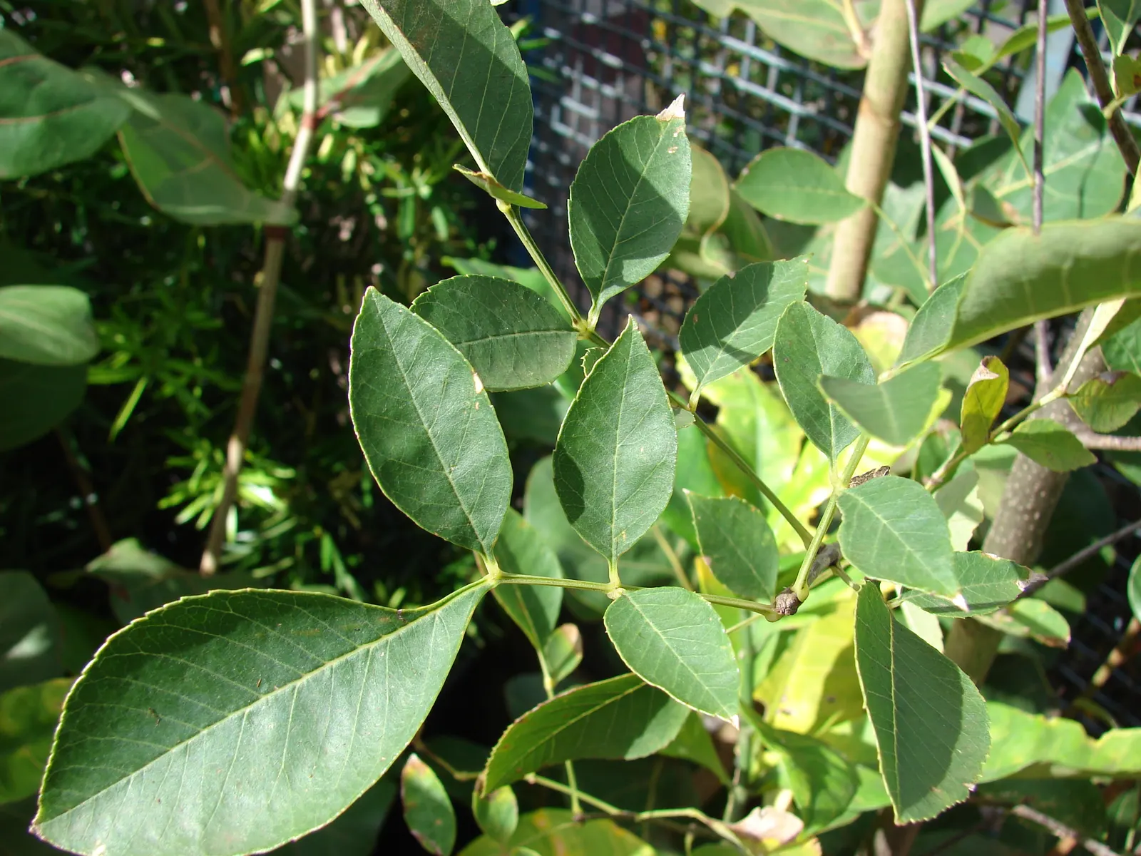 Arizona Or Velvet Ash (Fraxinus Velutina) — This ash species typically reaches a height of 30 to 50 feet with a spread of 30 to 40 feet