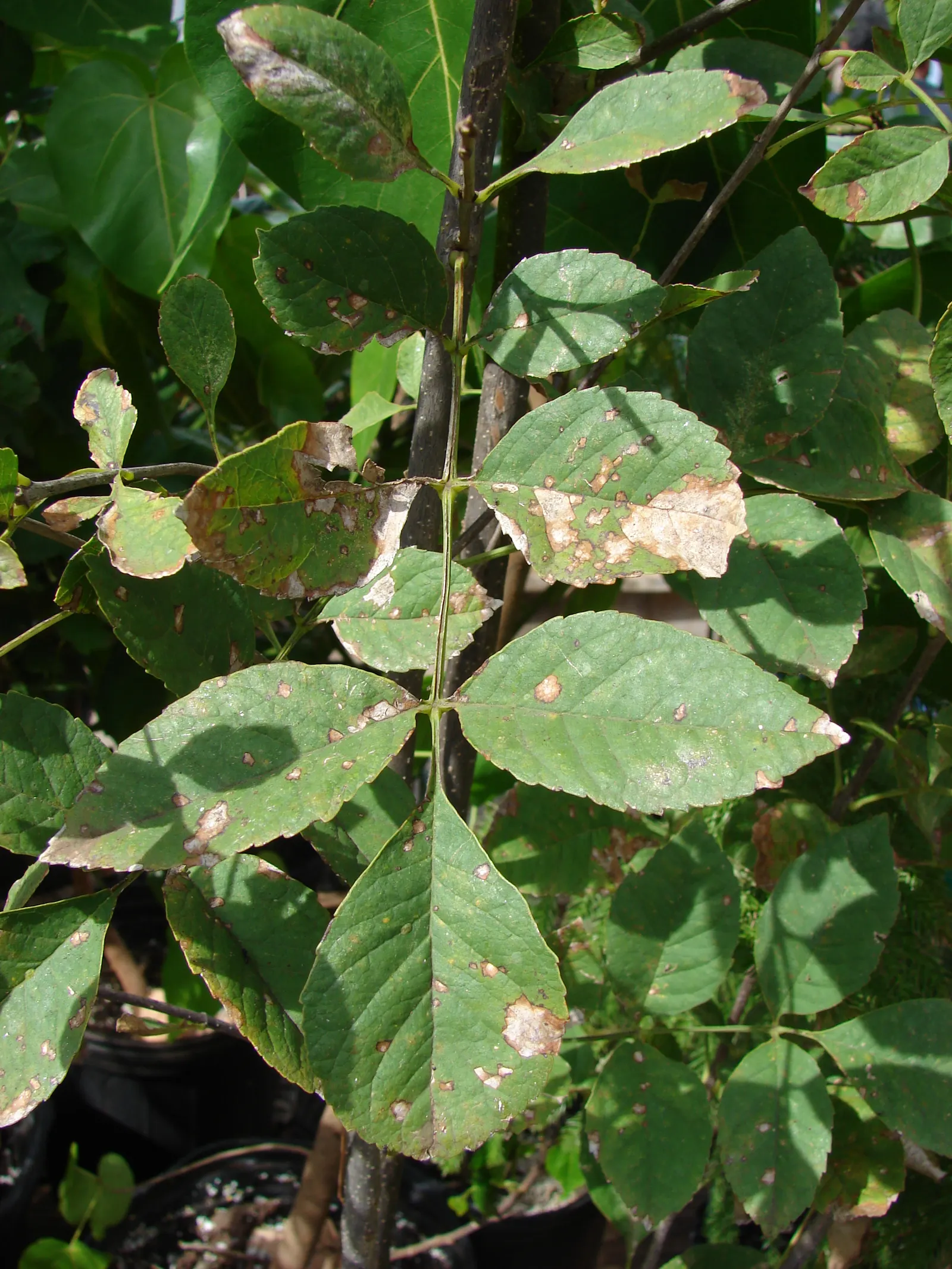 Arizona Or Velvet Ash (Fraxinus Velutina) — Ideal for accent or shade