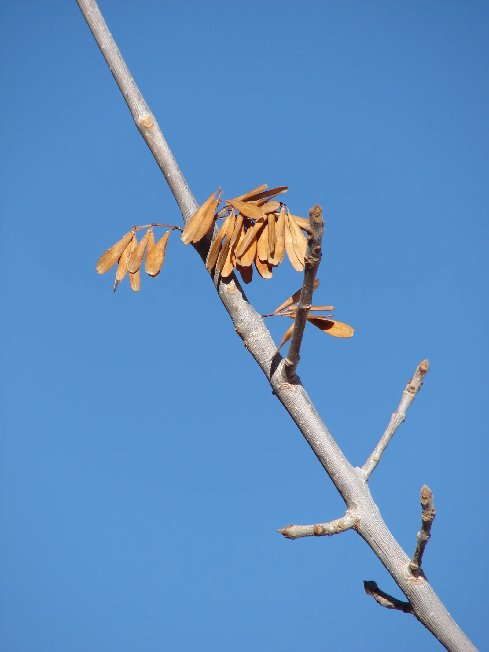 Arizona Or Velvet Ash (Fraxinus Velutina) — Regular watering helps establish a deep root system, enhancing drought tolerance