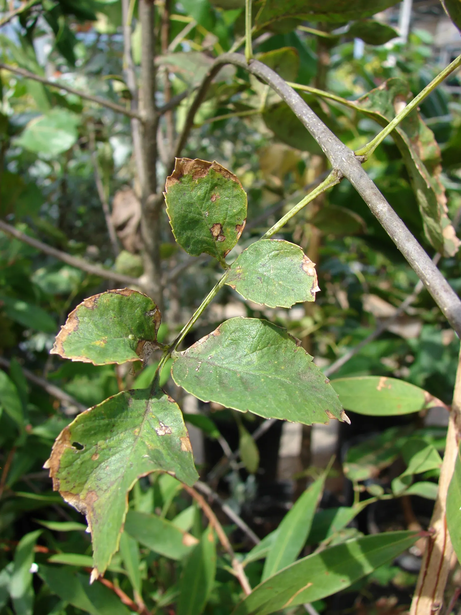 Arizona Or Velvet Ash (Fraxinus Velutina) — with a spread of 30-40 ft