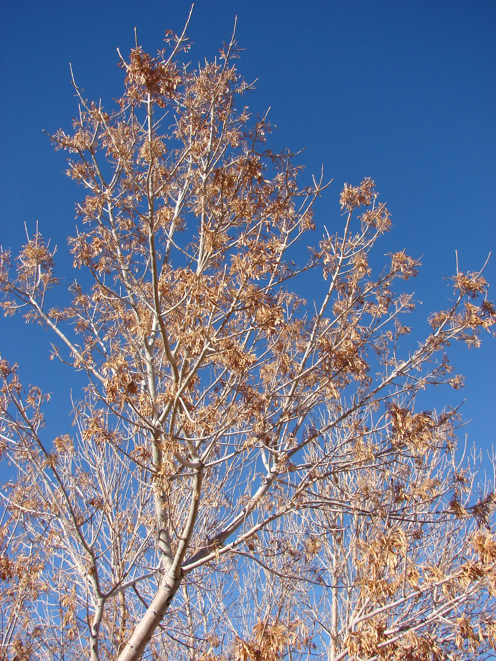 Arizona Or Velvet Ash (Fraxinus Velutina) — commonly called Velvet Ash