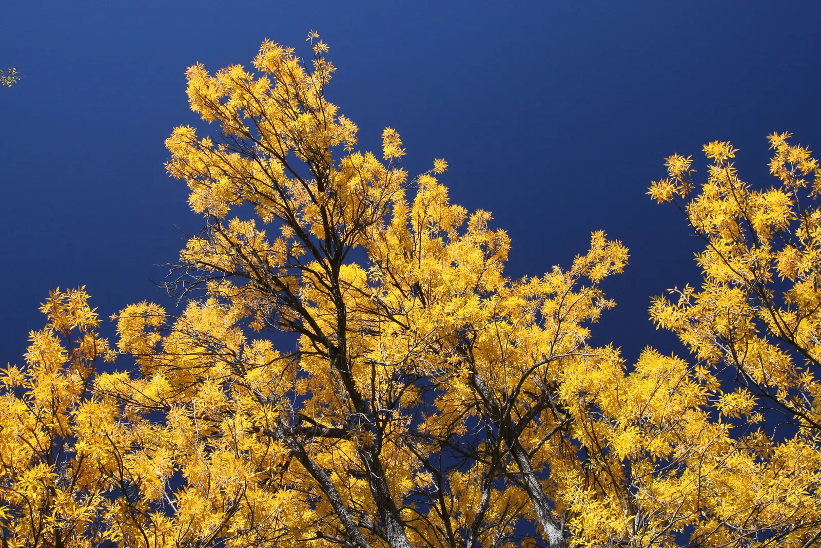 Arizona Or Velvet Ash (Fraxinus Velutina) — thriving in USDA Hardiness Zones 7 through 9