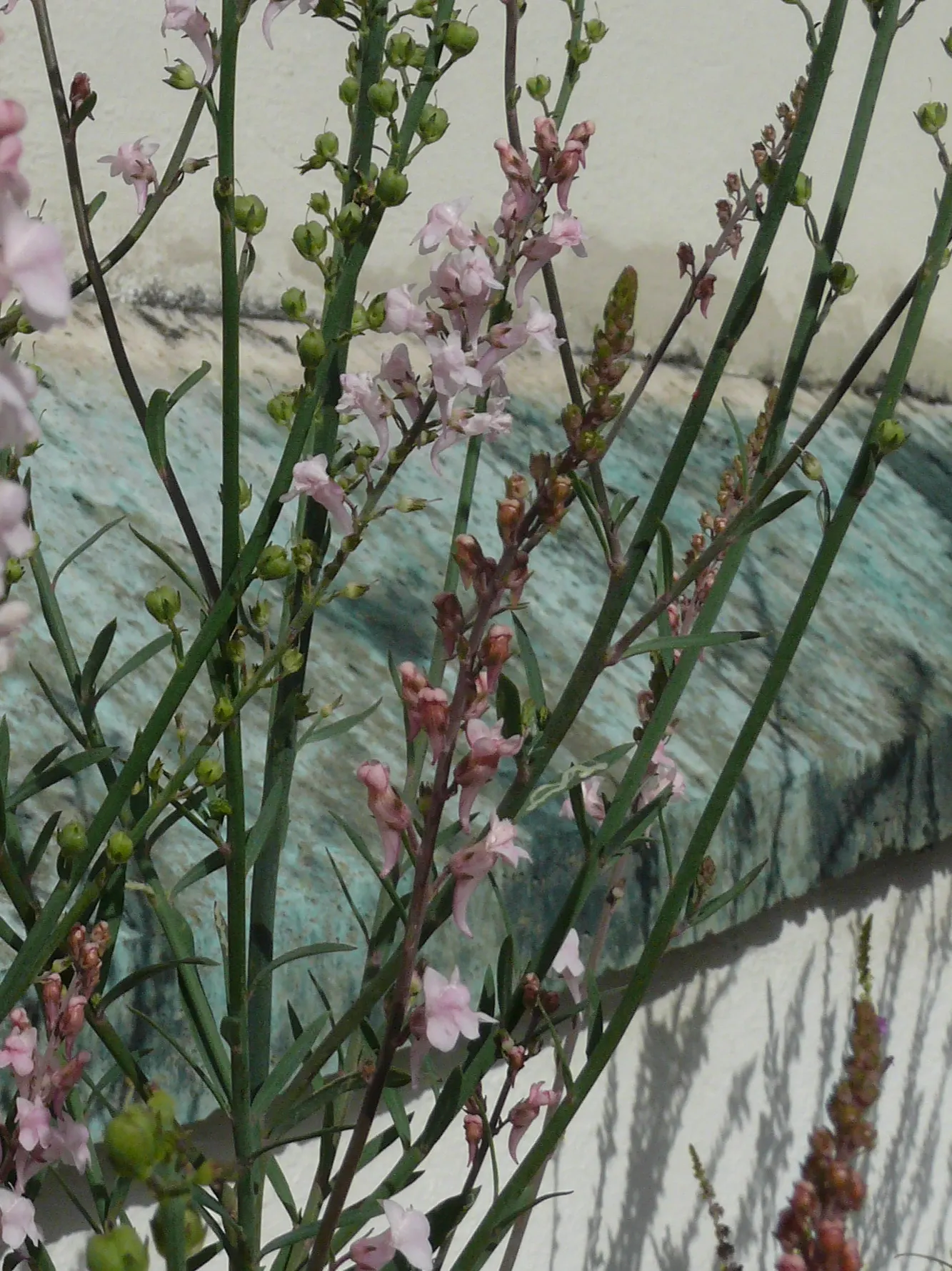 Purple Toadflax (Linaria Purpurea) — Its narrow, gray-green leaves create a fine texture in gardens