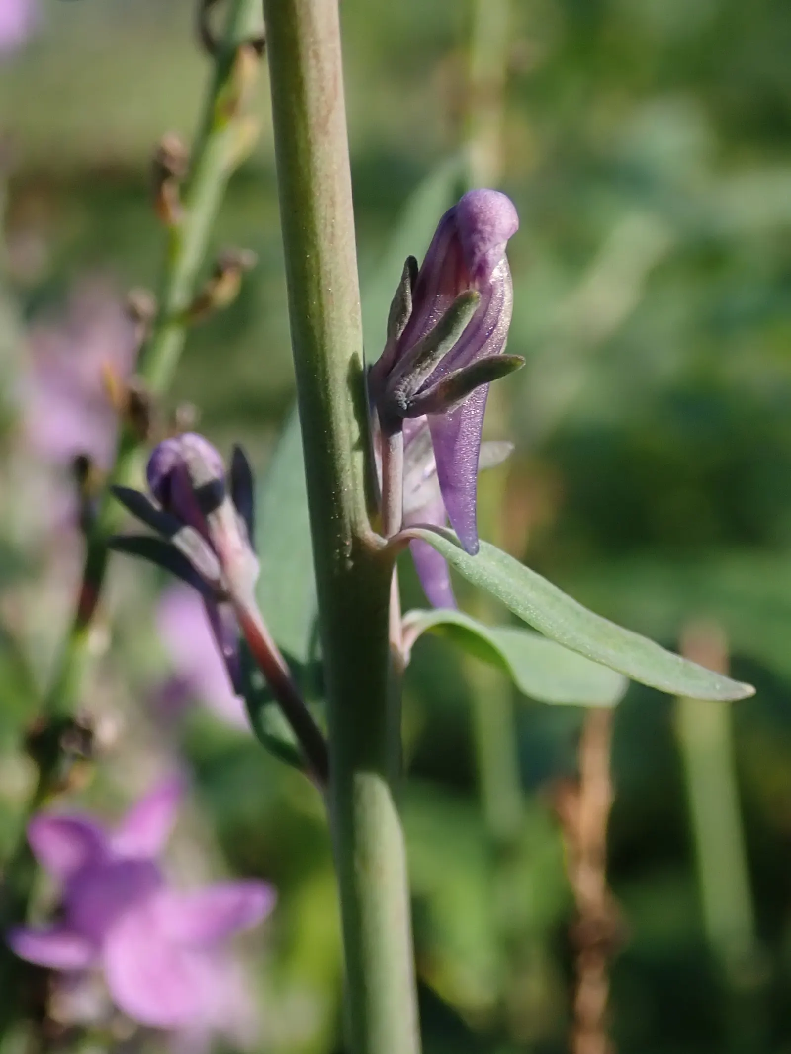 Purple Toadflax (Linaria Purpurea) — purple flowers in the garden