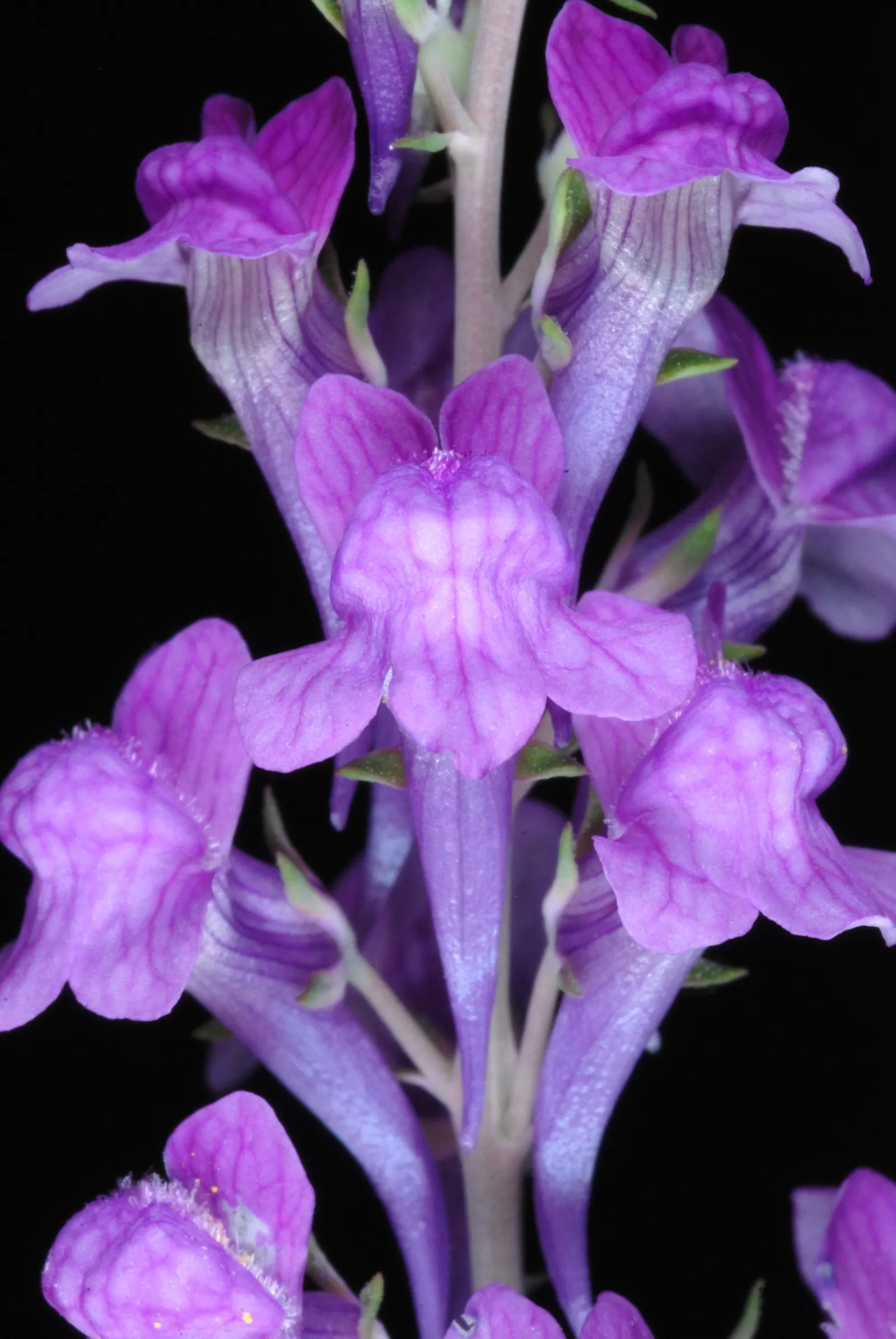 Purple Toadflax (Linaria Purpurea) — Ideal for borders or cottage-style gardens; linaria purpurea boasts slender, image 53