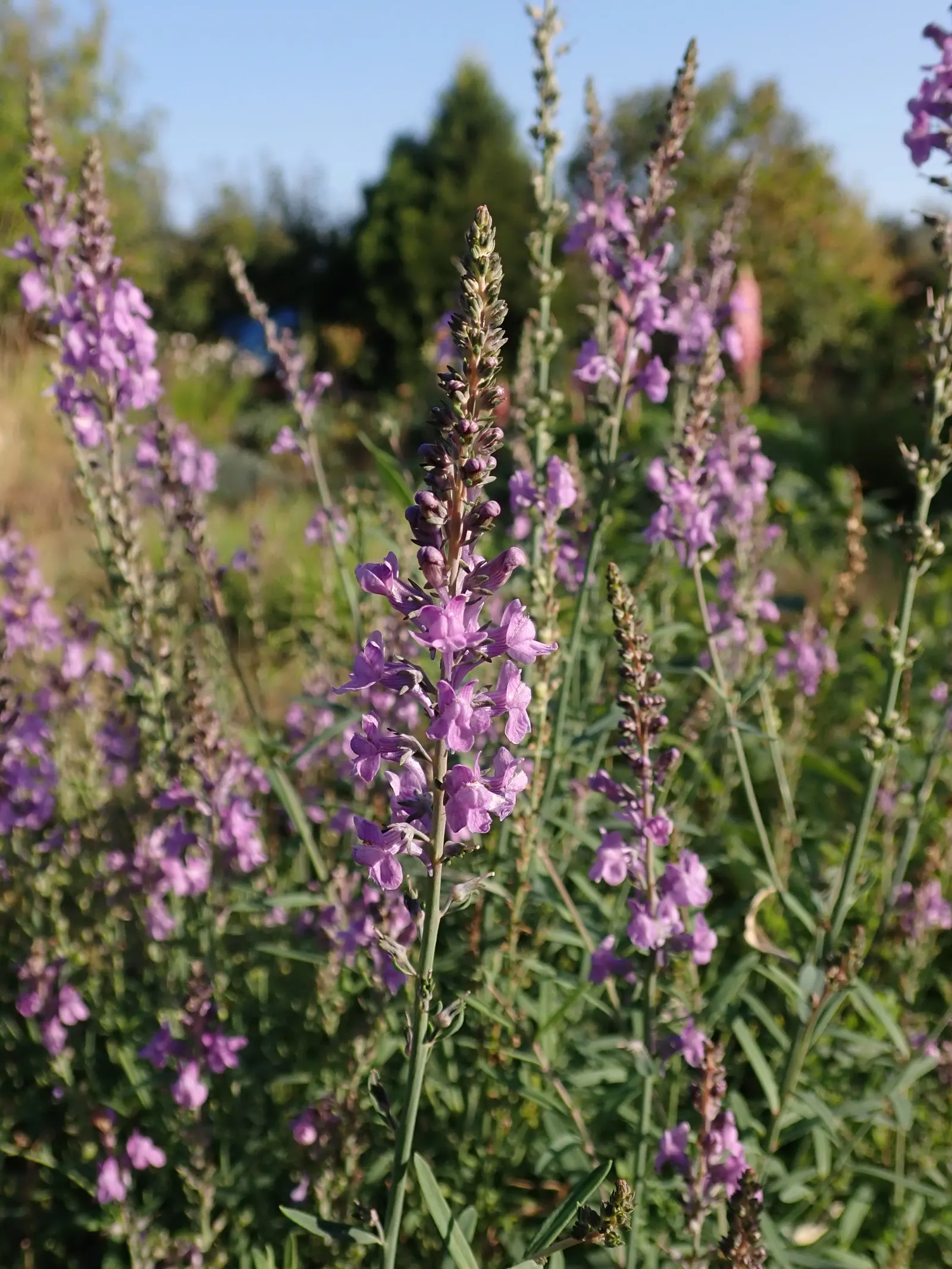 Purple Toadflax (Linaria Purpurea) — attracting bees and butterflies
