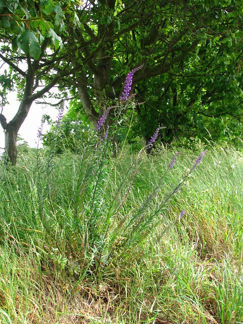 Purple Toadflax (Linaria Purpurea) — attracting bees and butterflies; it blooms from late spring to early fall, reaching heights of 2-3 feet with a spread of