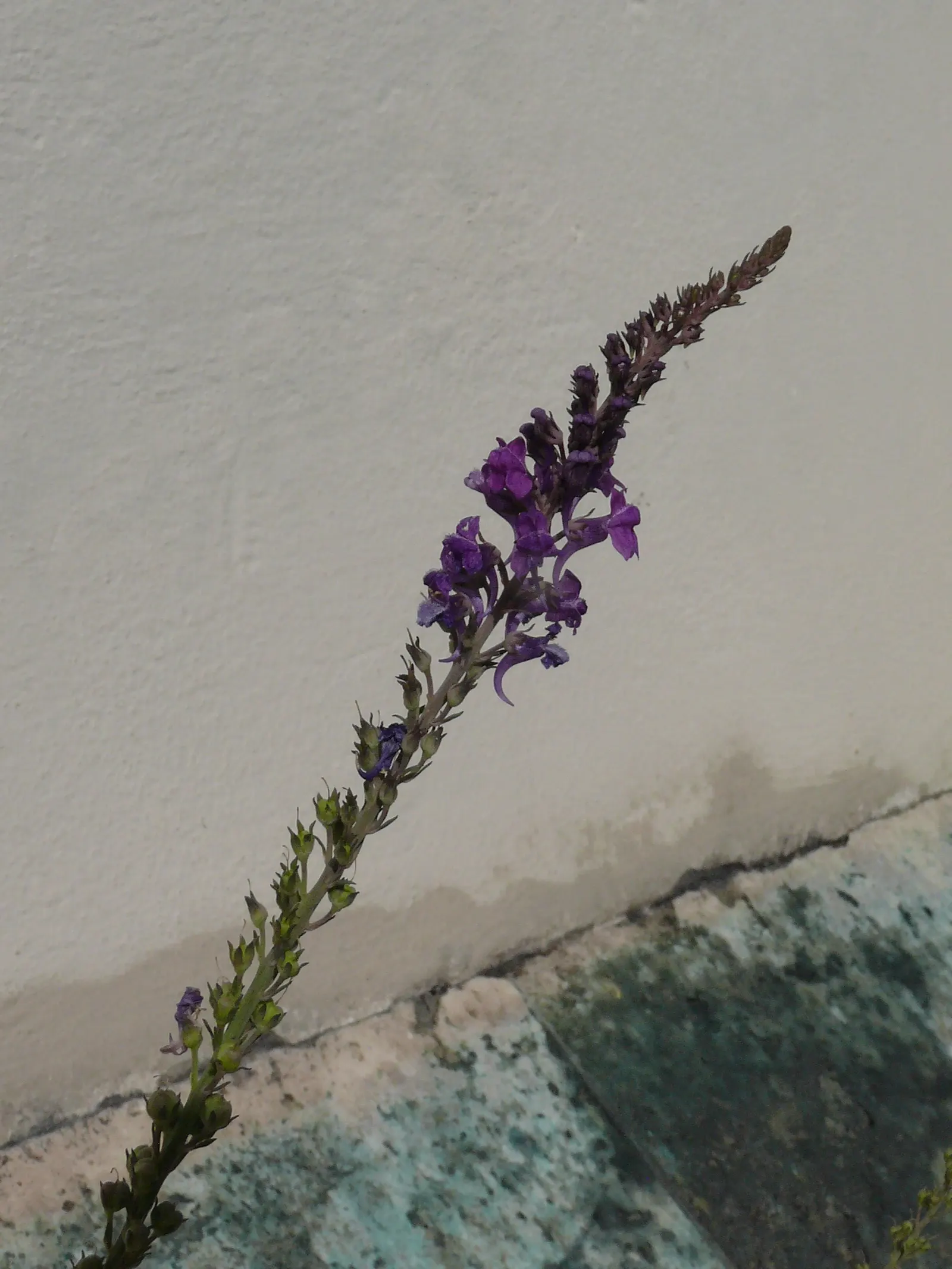 Purple Toadflax (Linaria Purpurea) — this drought-tolerant plant thrives in well-drained soil and full sun; this species can withstand some drought once