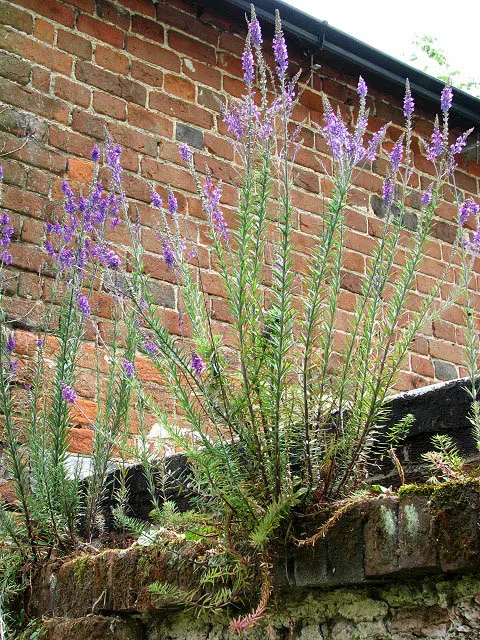 Purple Toadflax (Linaria Purpurea) — space individuals about 12 to 18 inches apart to ensure room for growth and air circulation
