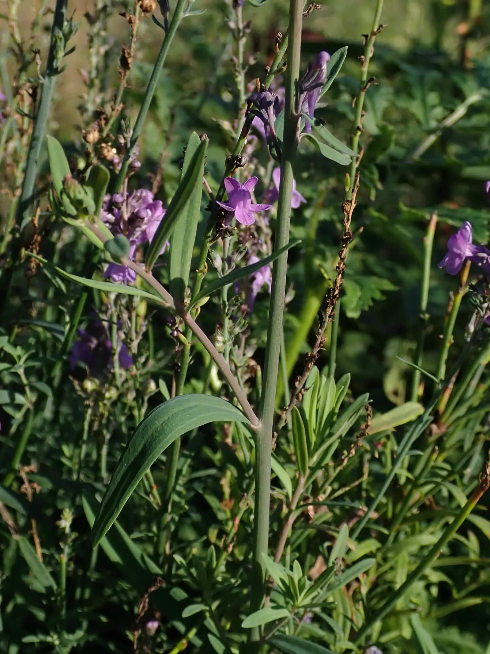 Purple Toadflax (Linaria Purpurea) — which display rich hues of purple and infrequent pink variations; upright stems densely adorned with narrow