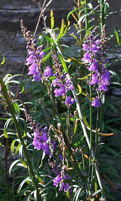 Purple Toadflax (Linaria Purpurea) — It blooms from late spring to early fall, reaching heights of 2-3 feet with a spread of 12 inches; attracting bees and