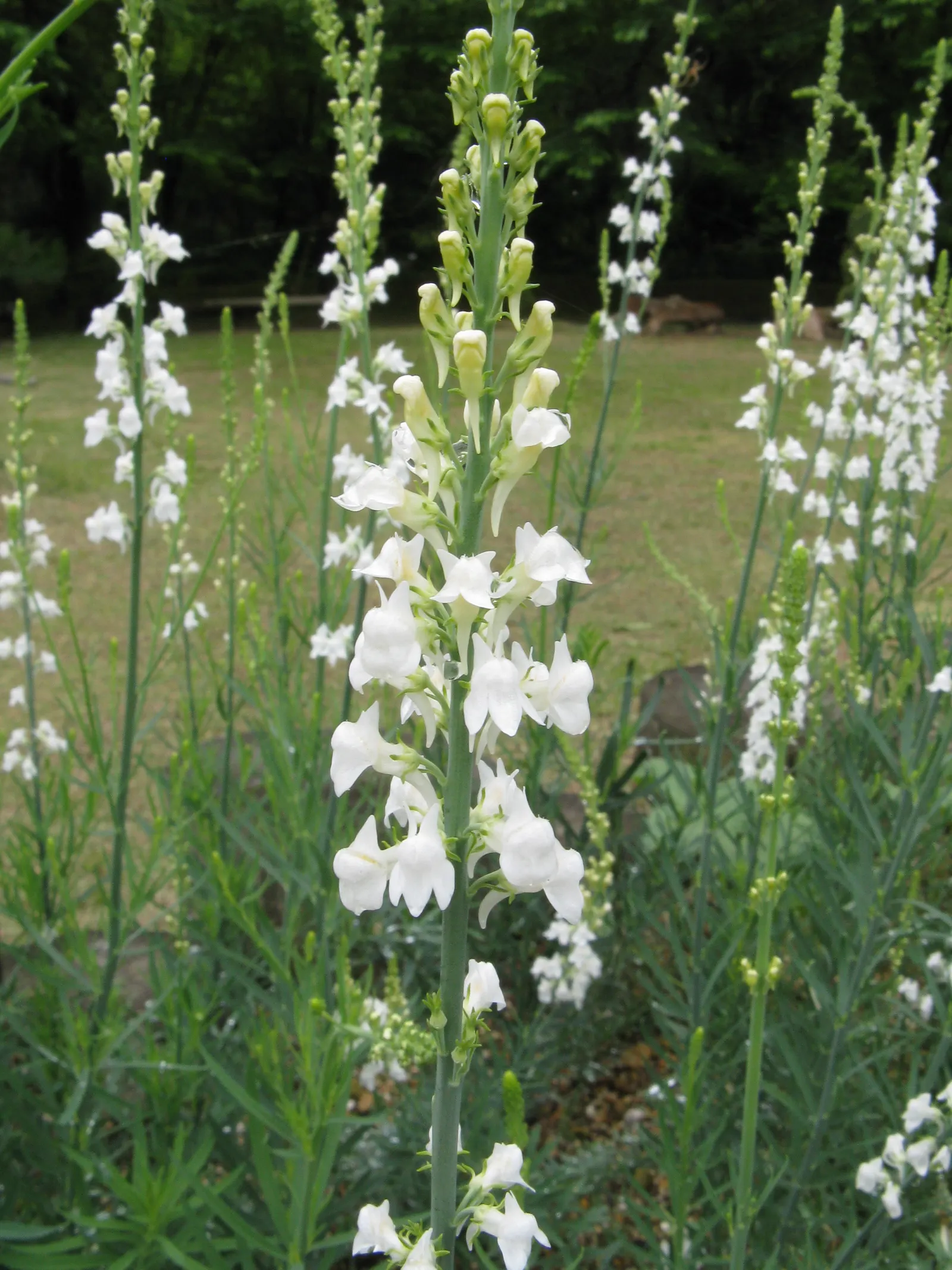 Purple Toadflax (Linaria Purpurea) — blue-green leaves about 1 to 2 inches long; making it a low-maintenance choice for a water-wise, image 58