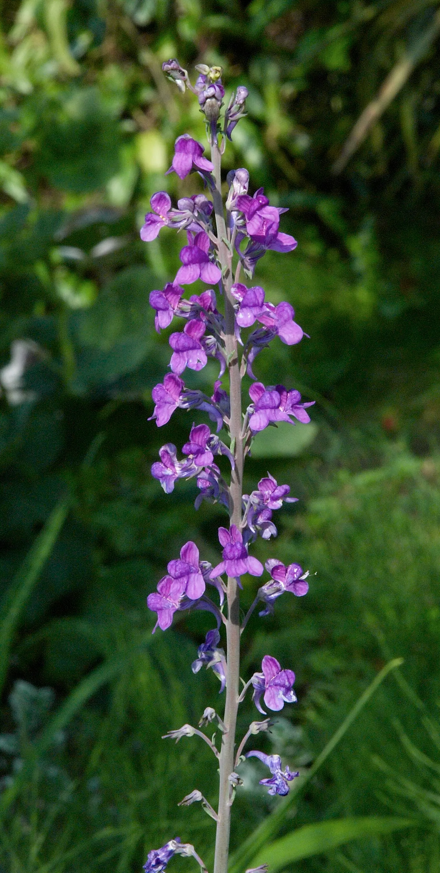 Purple Toadflax (Linaria Purpurea) — herb / perennial for full; this plant may self-seed under optimal conditions, offering an enchanting naturalized effect in