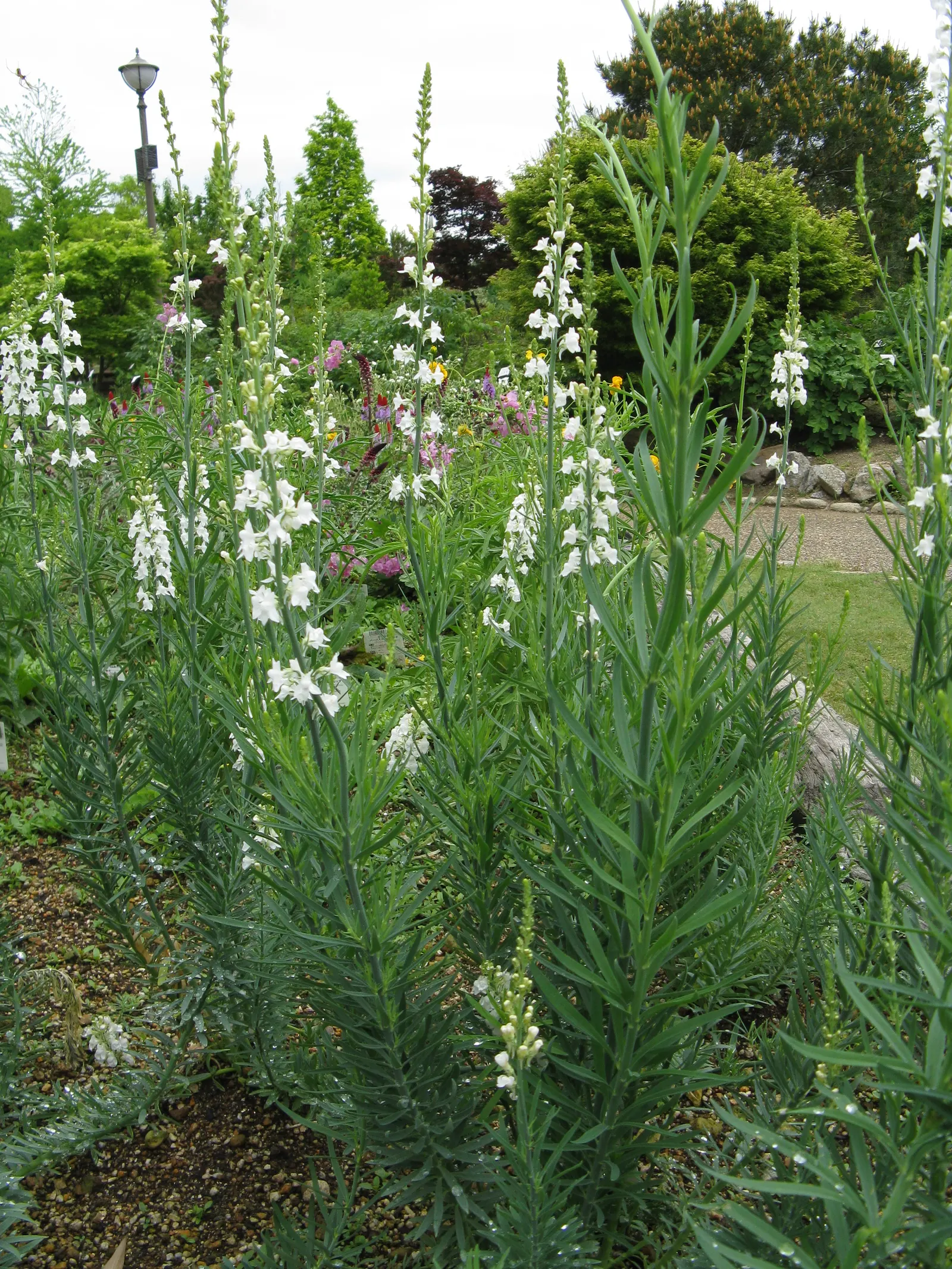 Purple Toadflax (Linaria Purpurea) — is a charismatic perennial plant ideal for adding a touch of vibrant color and vertical interest to any garden, image 30