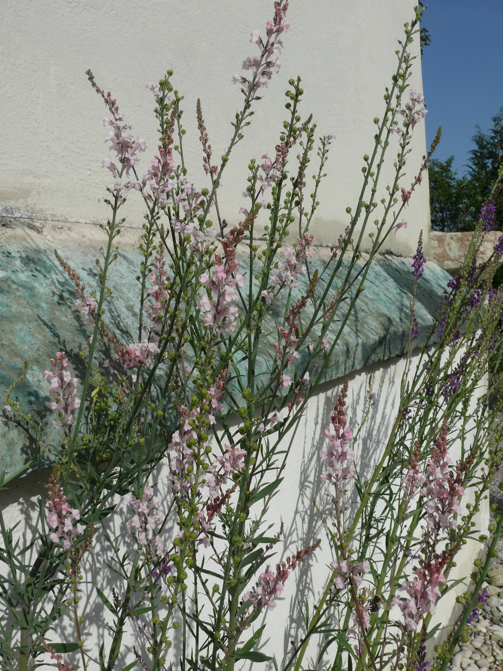 Purple Toadflax (Linaria Purpurea) — It blooms from late spring to early fall, reaching heights of 2-3 feet with a spread of 12 inches; attracting, image 49