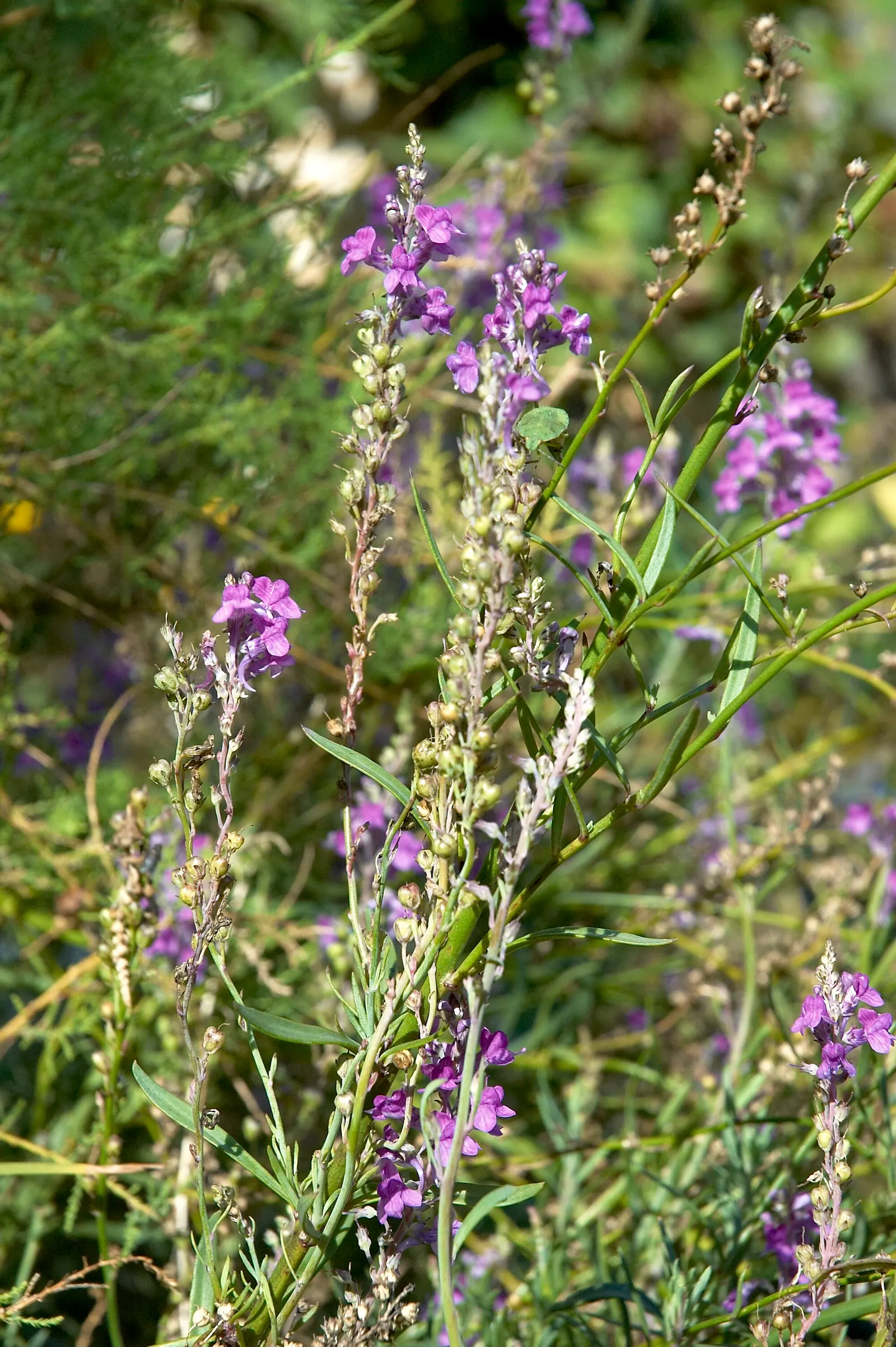 Purple Toadflax (Linaria Purpurea) — this species can withstand some drought once established; this drought-tolerant plant thrives in well-drained soil and