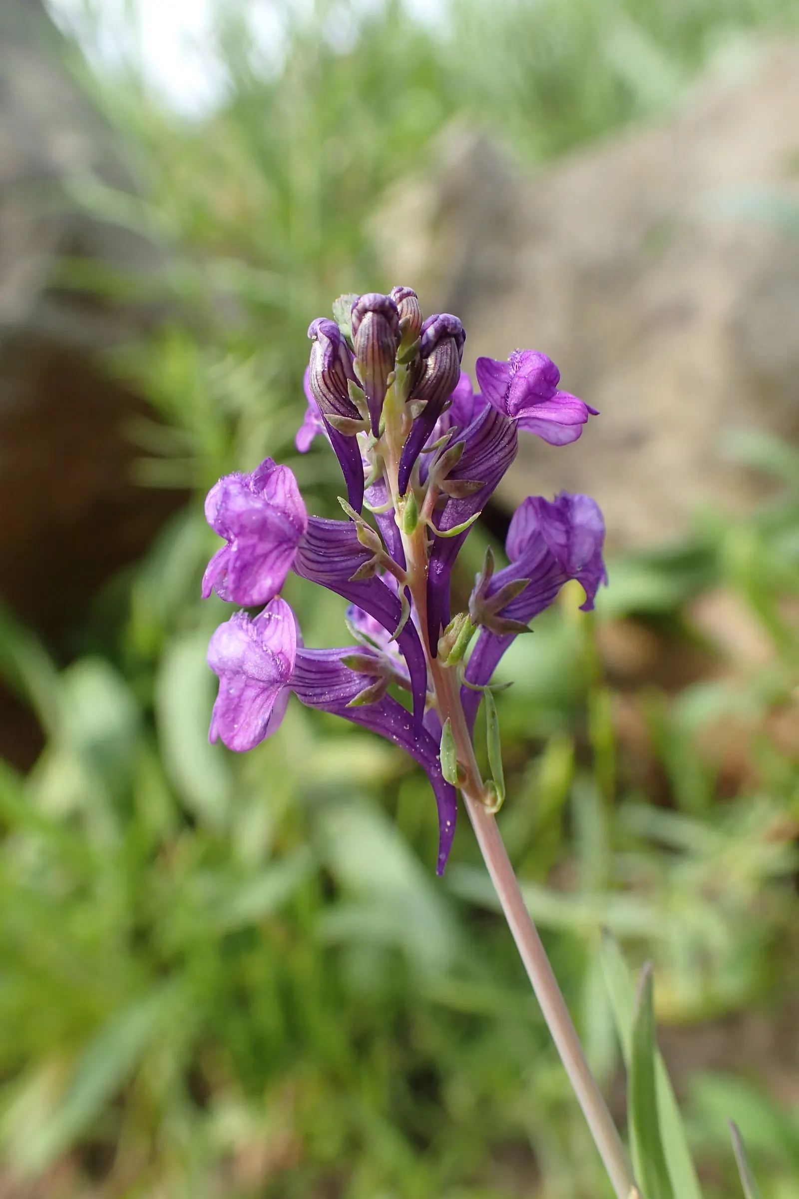 Purple Toadflax (Linaria Purpurea) — this hardy specimen thrives in USDA zones 6 through 9; purple flowers in the garden, image 55