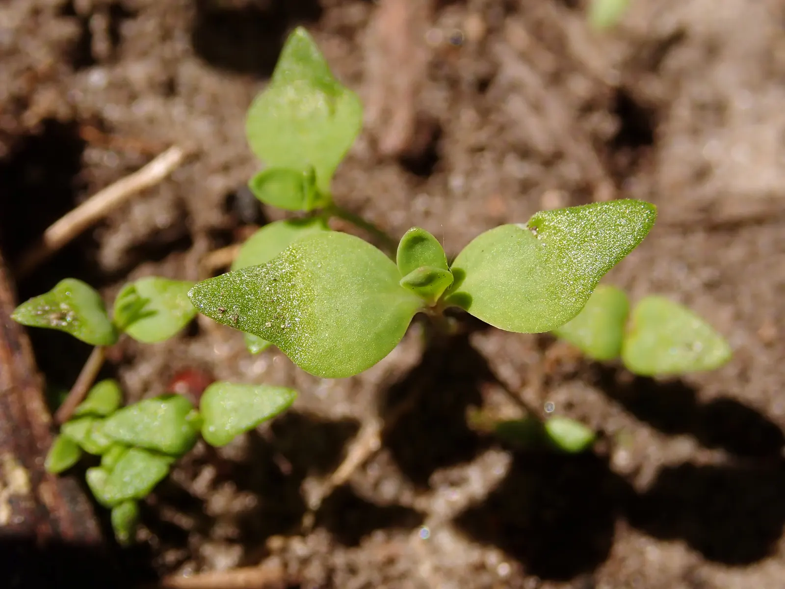 Purple Toadflax (Linaria Purpurea) — this species can withstand some drought once established