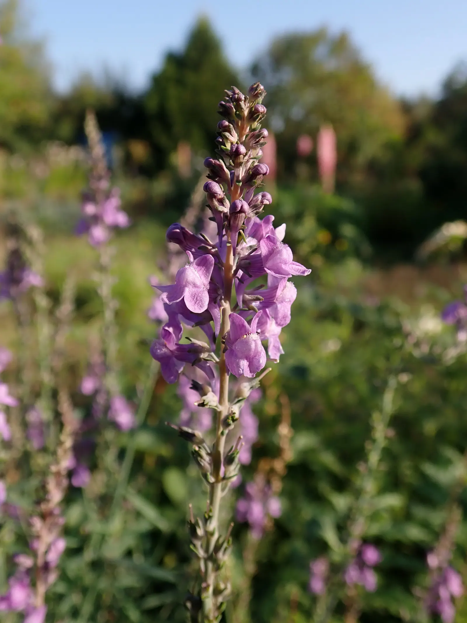 Purple Toadflax (Linaria Purpurea) — Moderate in its water needs