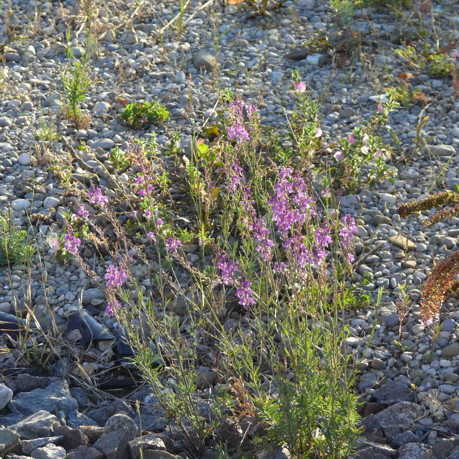 Purple Toadflax (Linaria Purpurea) — herb / perennial for full