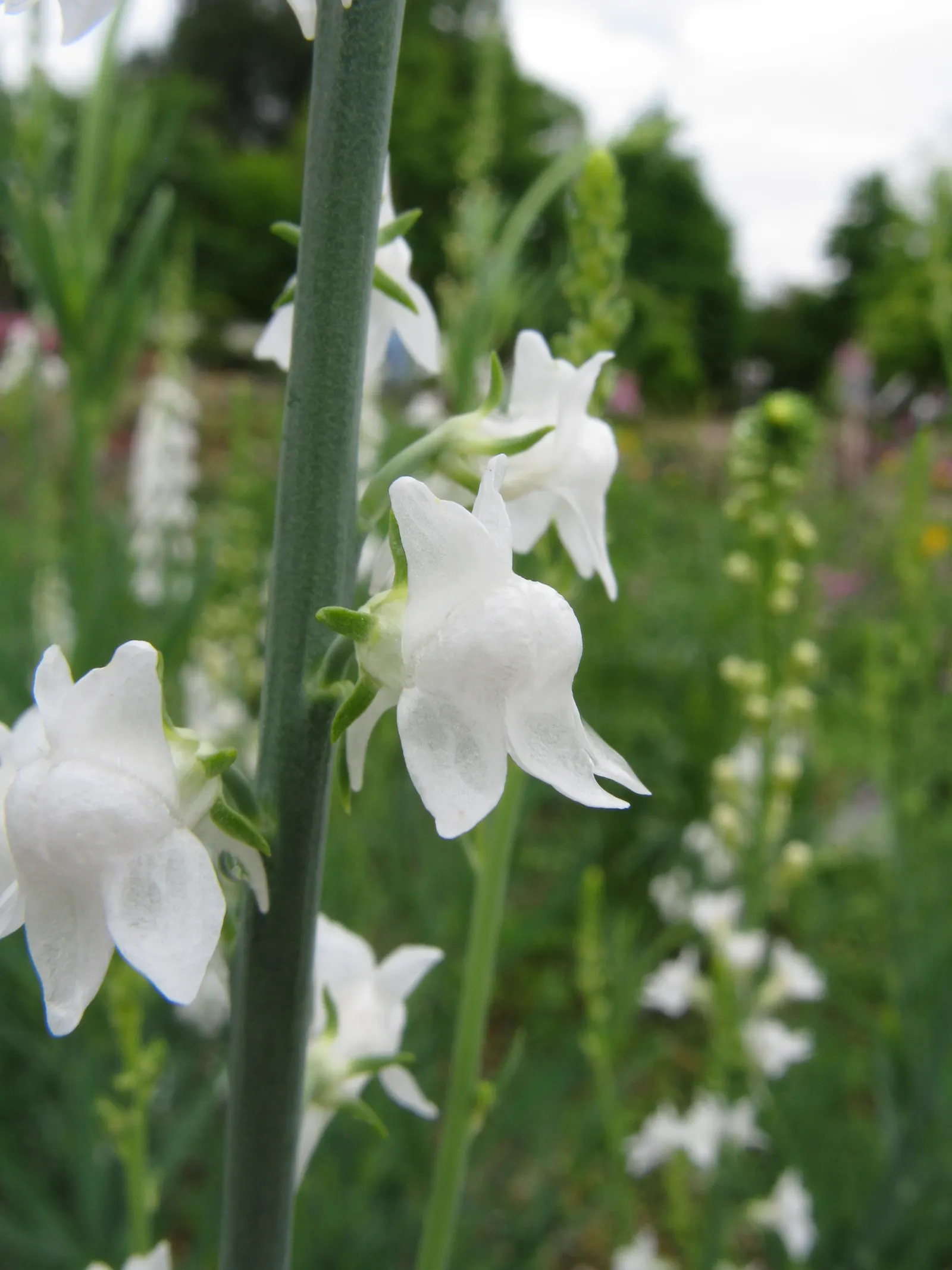 Purple Toadflax (Linaria Purpurea) — upright stems densely adorned with narrow; which display rich hues of purple and infrequent pink variations