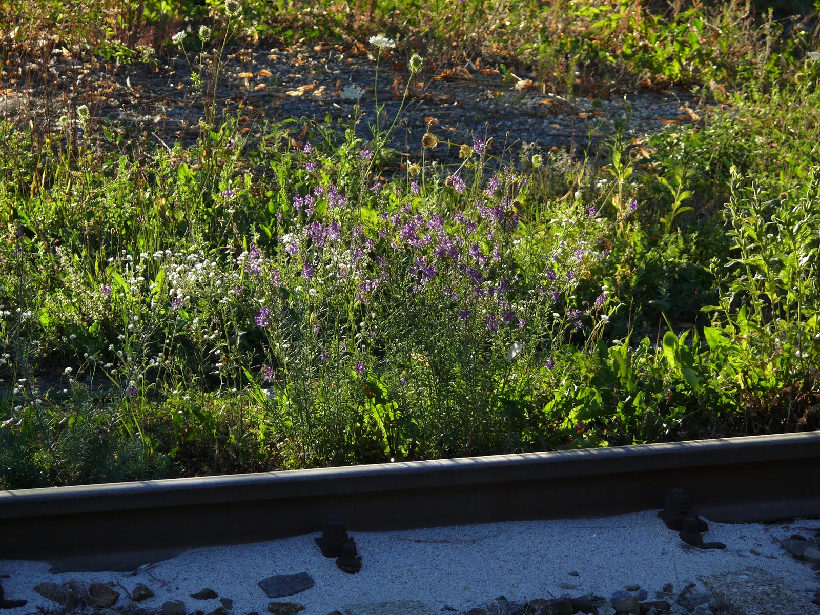 Purple Toadflax (Linaria Purpurea) — This plant may self-seed under optimal conditions, offering an enchanting naturalized effect in the garden; herb /