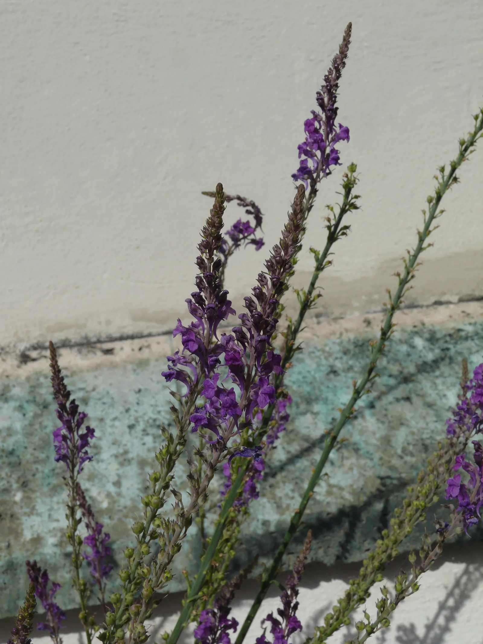 Purple Toadflax (Linaria Purpurea) — is a charismatic perennial plant ideal for adding a touch of vibrant color and vertical interest to any garden