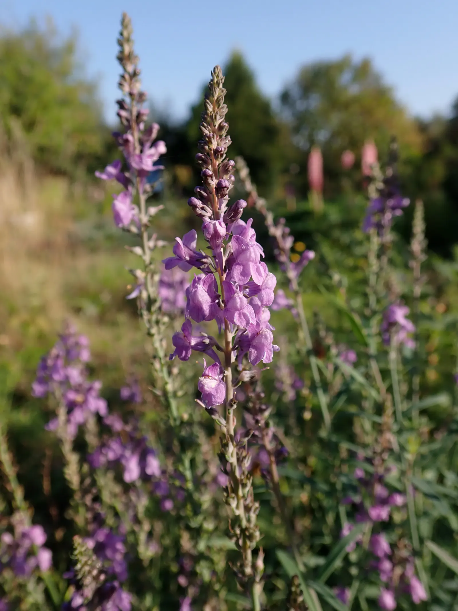 Purple Toadflax (Linaria Purpurea) — blue-green leaves about 1 to 2 inches long