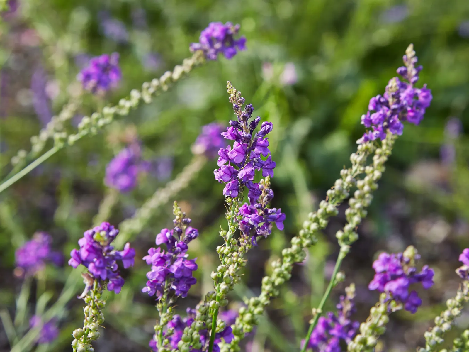 Purple Toadflax (Linaria Purpurea) — which display rich hues of purple and infrequent pink variations