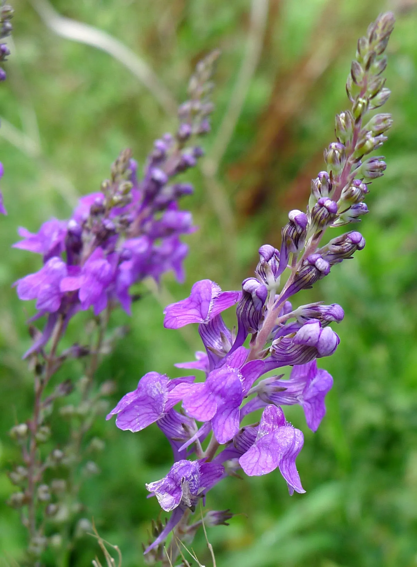 Purple Toadflax (Linaria Purpurea) — It blooms from late spring to early fall, reaching heights of 2-3 feet with a spread of 12 inches