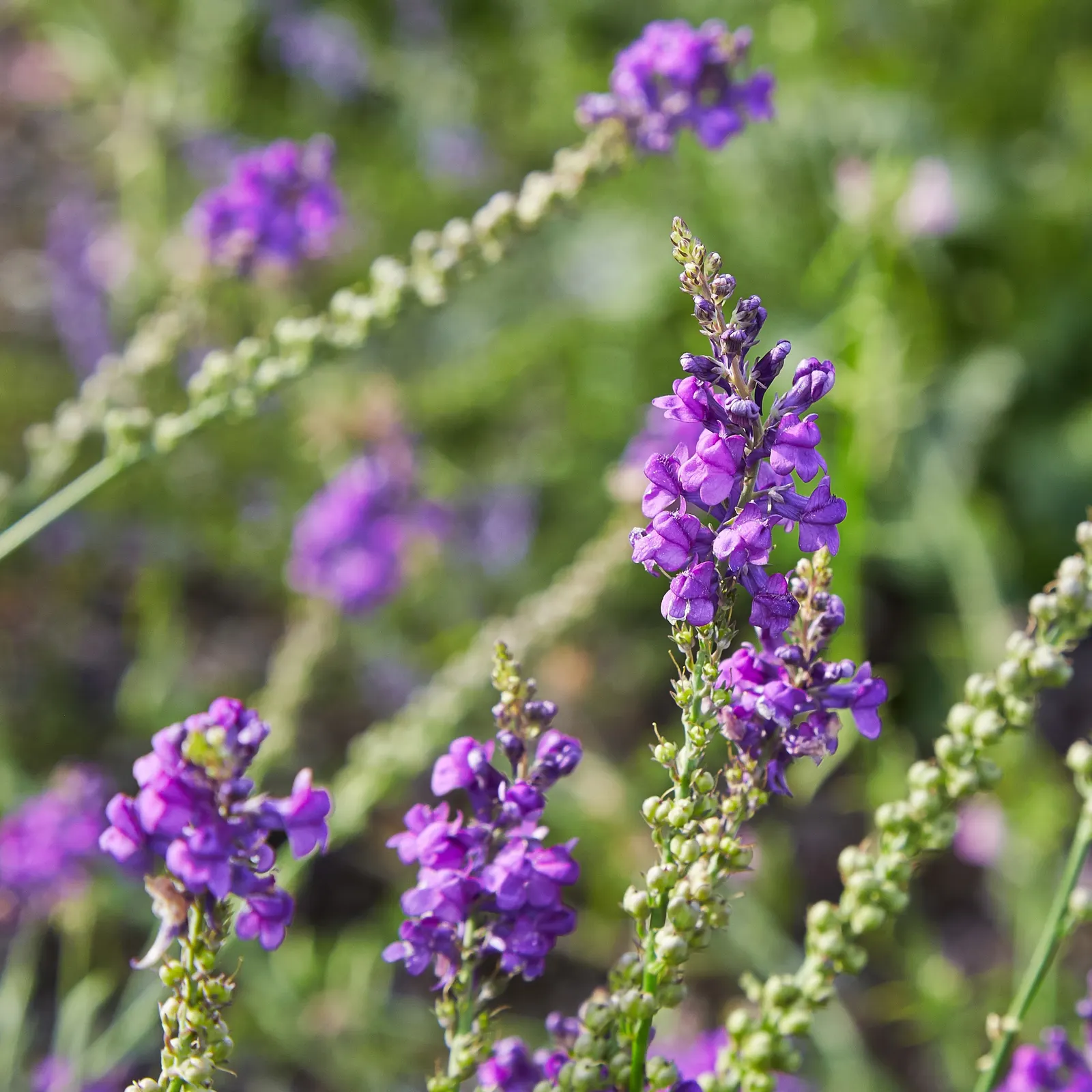 Purple Toadflax (Linaria Purpurea) — including bees and butterflies
