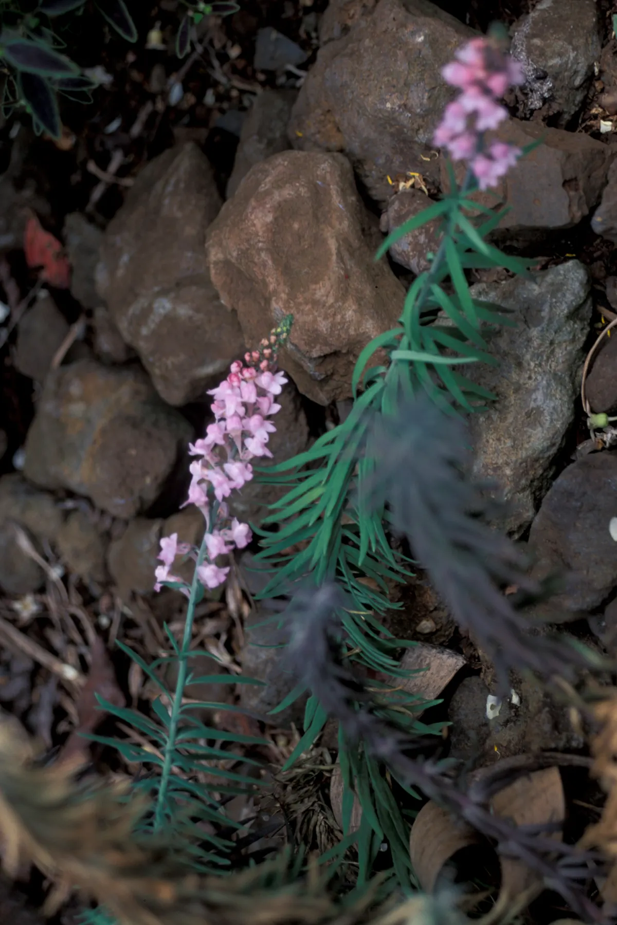 Purple Toadflax (Linaria Purpurea) — purple flowers in the garden; this hardy specimen thrives in USDA zones 6 through 9
