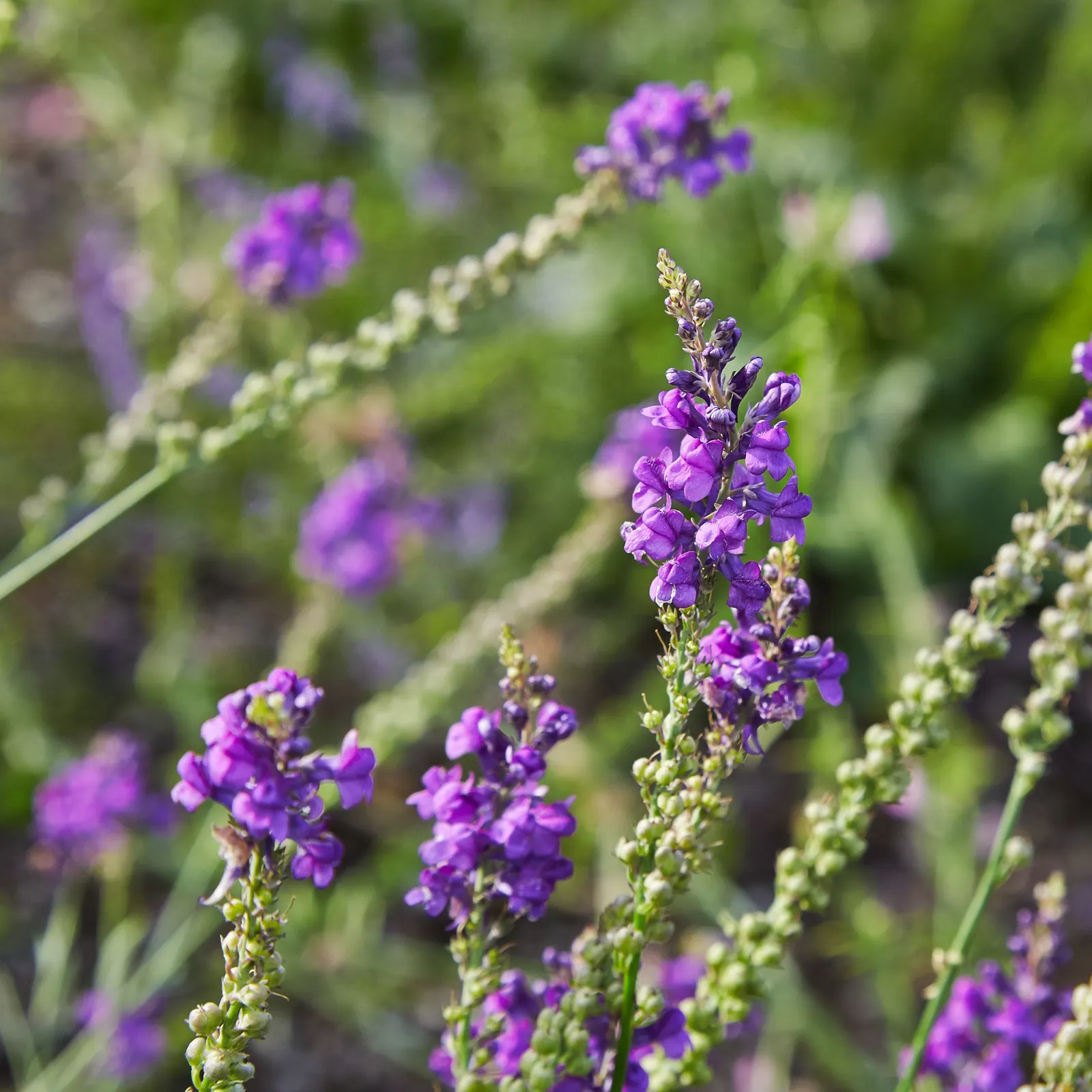 Purple Toadflax (Linaria Purpurea) — Ideal for borders or cottage-style gardens