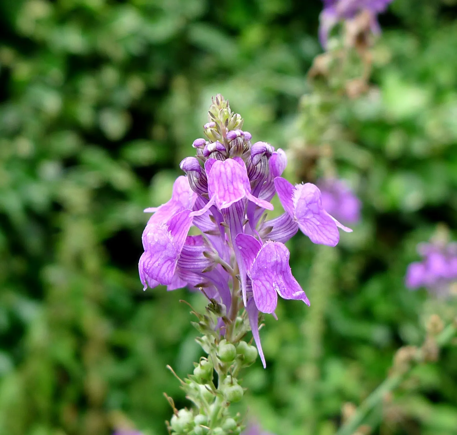 Purple Toadflax (Linaria Purpurea) — Moderate in its water needs; space individuals about 12 to 18 inches apart to ensure room for growth and air circulation