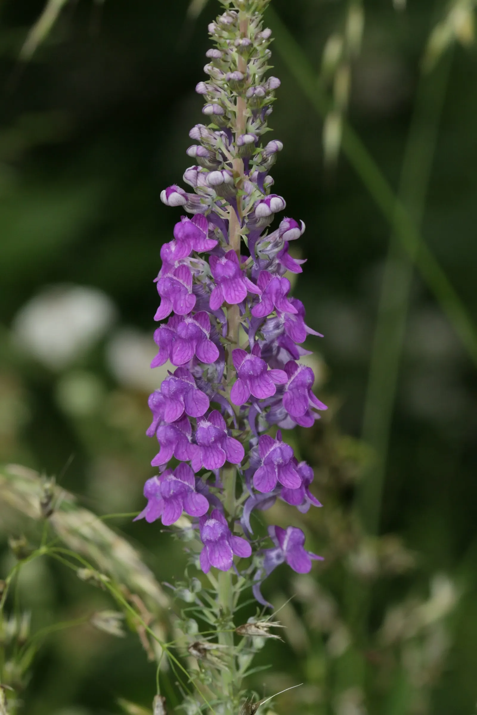 Purple Toadflax (Linaria Purpurea) — herb / perennial with purple blooms