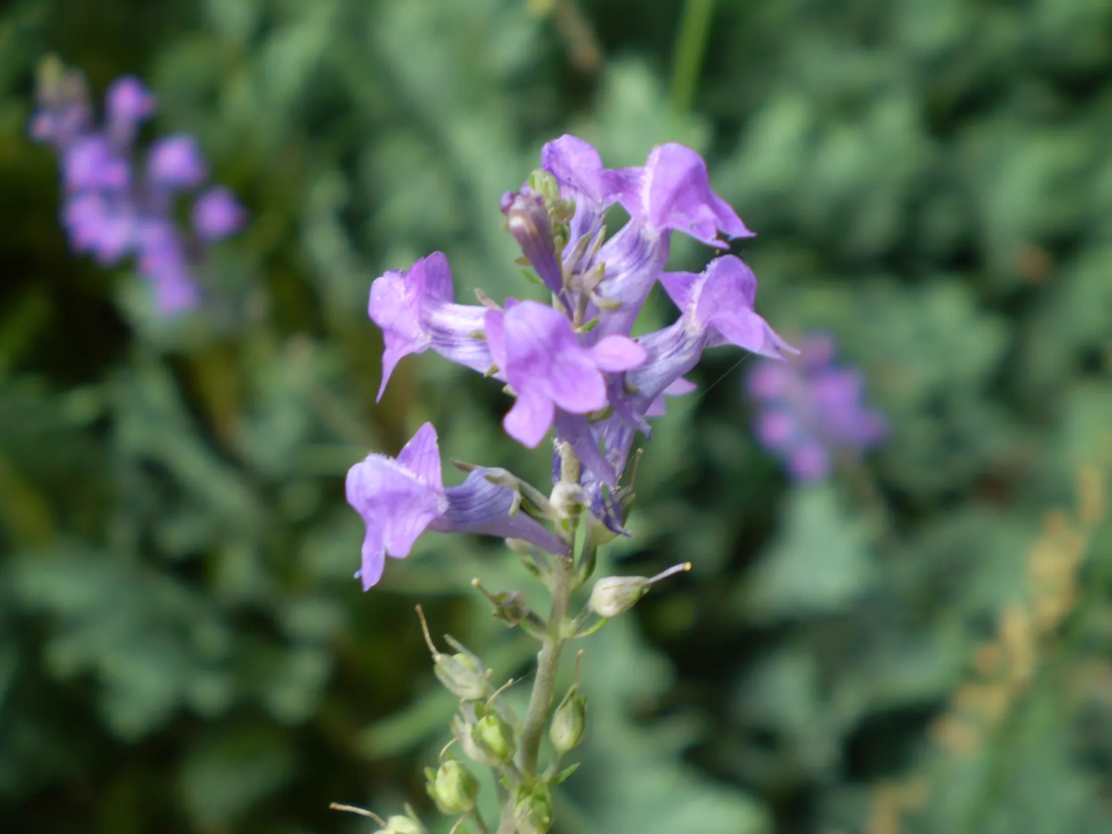 Purple Toadflax (Linaria Purpurea) — including bees and butterflies; herb / perennial with purple blooms