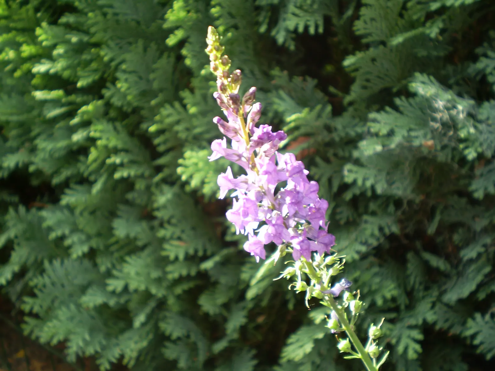 Purple Toadflax (Linaria Purpurea) — is a charismatic perennial plant ideal for adding a touch of vibrant color and vertical interest to any garden, image 54