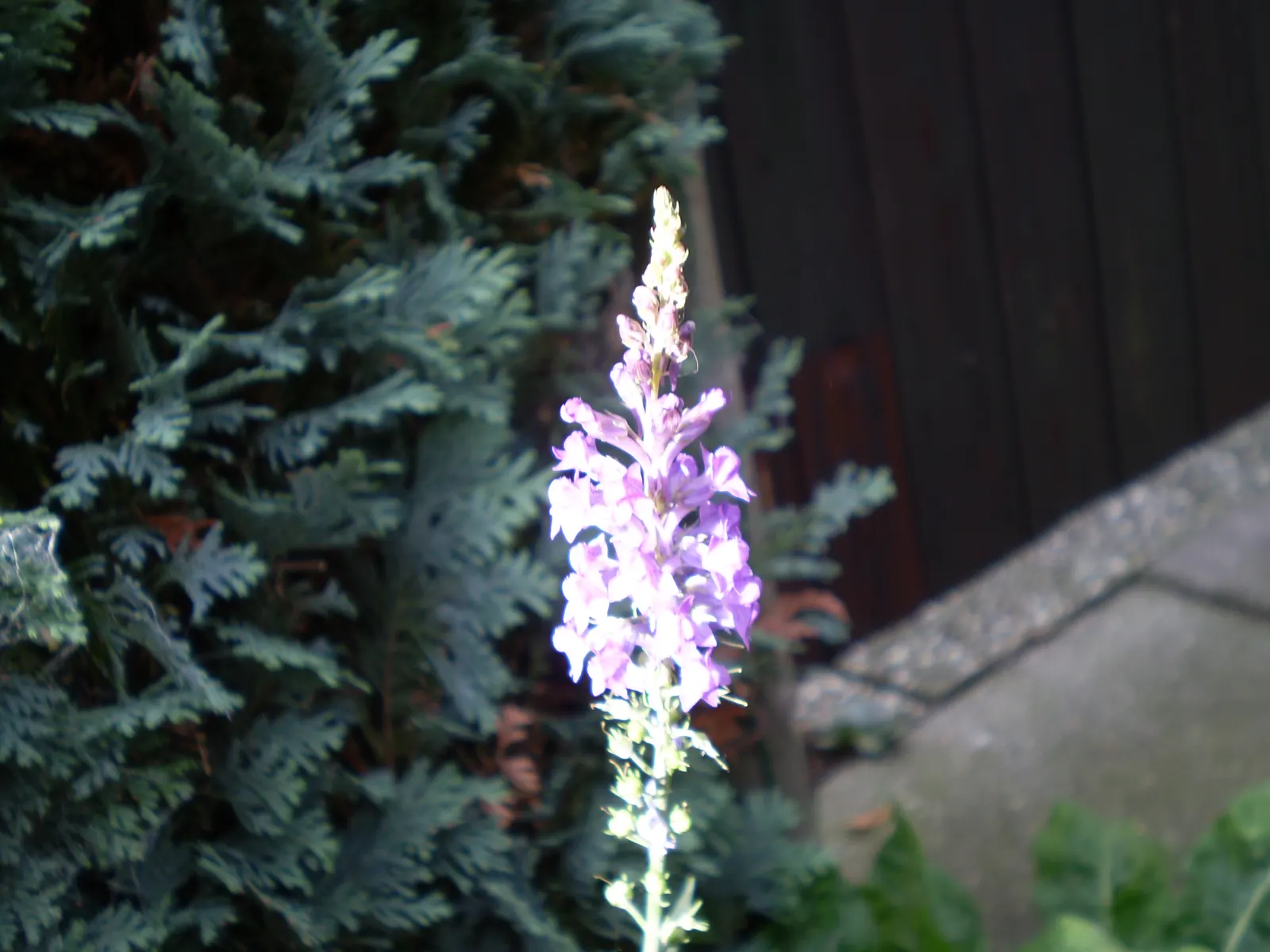 Purple Toadflax (Linaria Purpurea) — Linaria purpurea produces delicate spires of tiny snapdragon-like flowers; its narrow, gray-green leaves, image 59