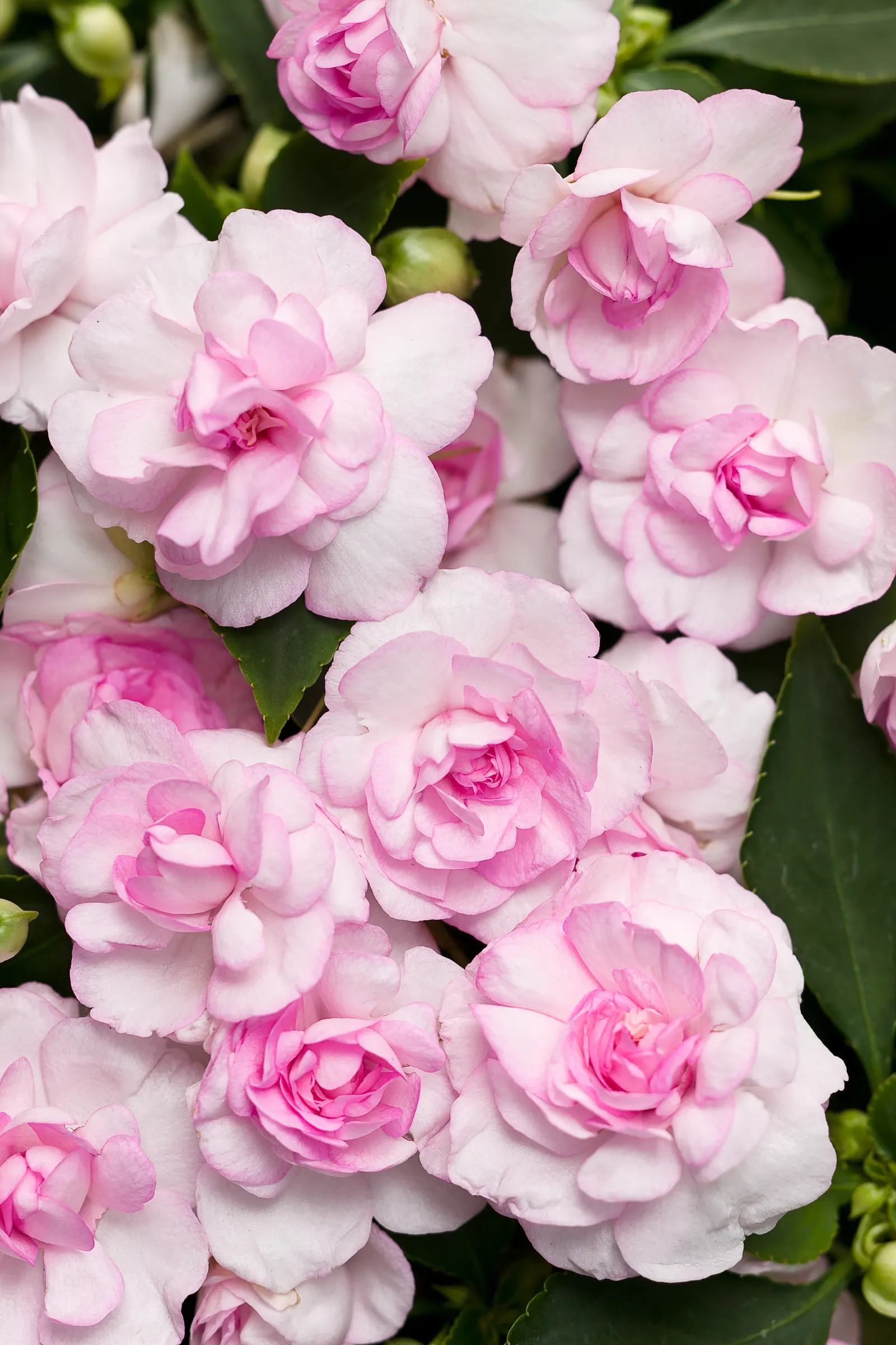 Appleblossom Double Impatiens (Impatiens walleriana) — making it ideal for shade garden impatiens .