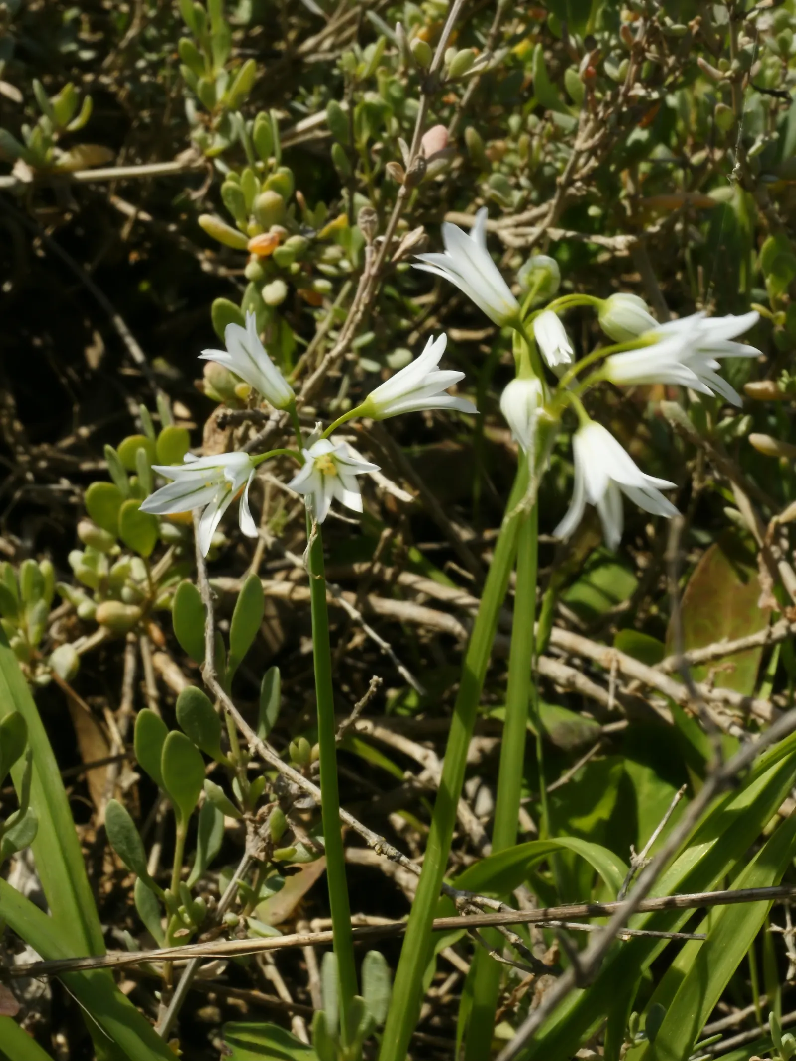 Angled Onion (Allium Triquetrum) — Recognizable by its white