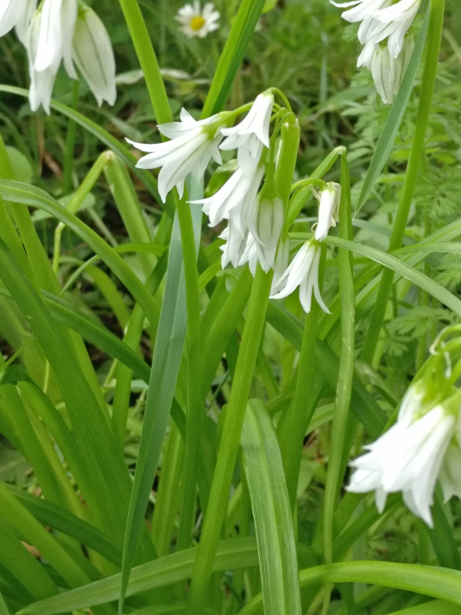 Angled Onion (Allium Triquetrum) — adorned with a faint green stripe down each petal; white flowers in the garden, image 56