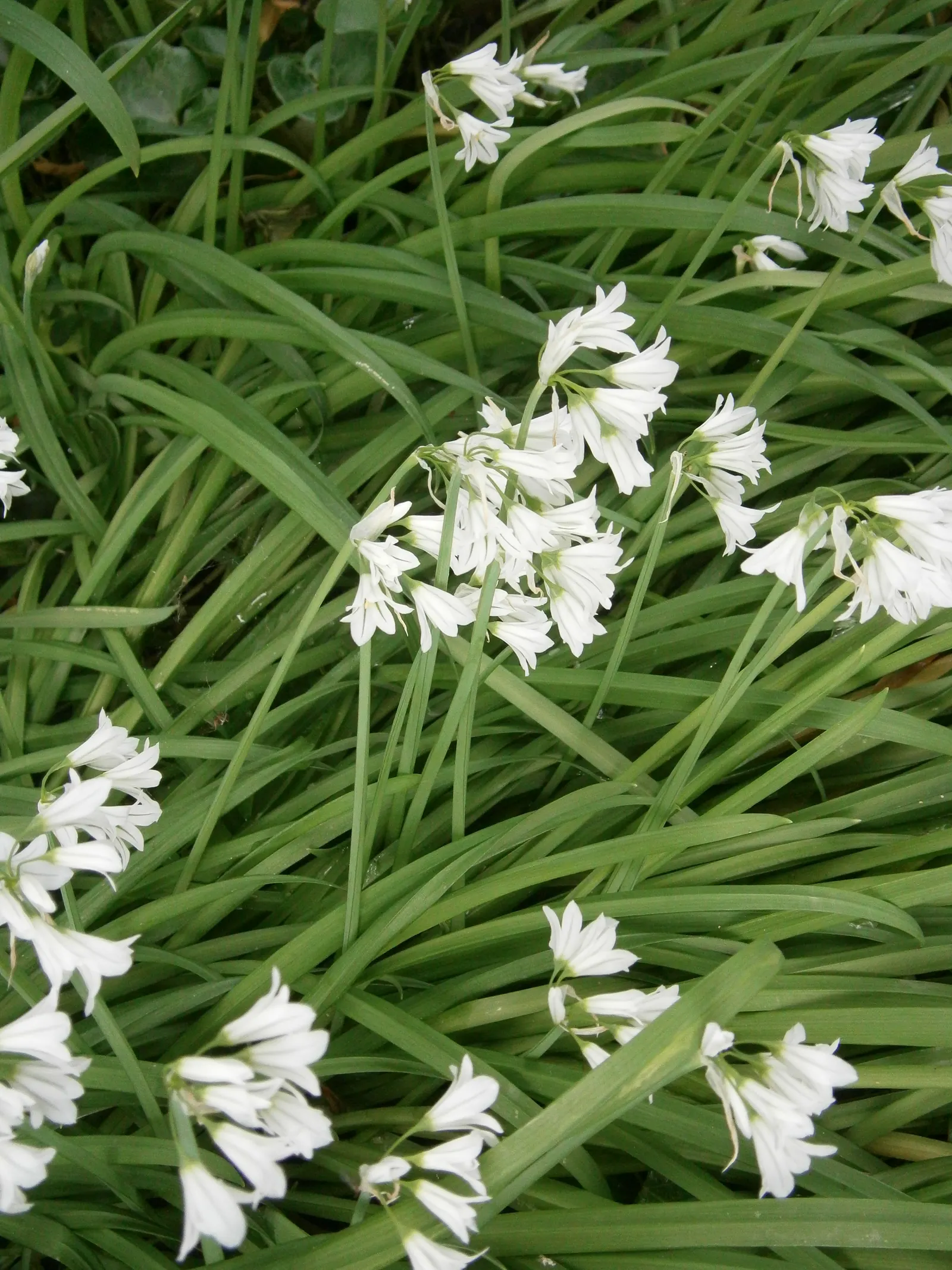 Angled Onion (Allium Triquetrum) — commonly known as the Angled Onion; this plant prefers full sun to partial shade and well-draining soil