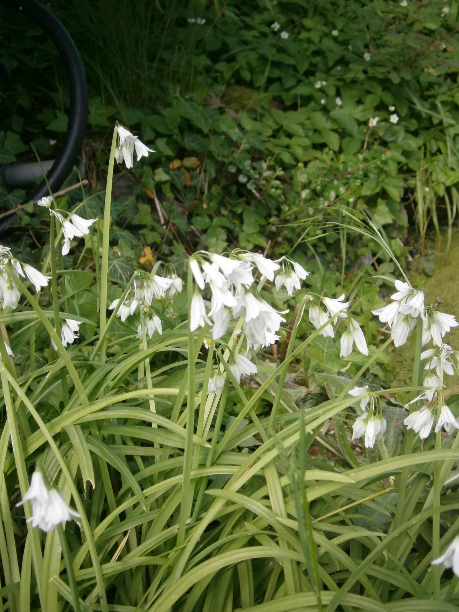 Angled Onion (Allium Triquetrum) — the Angled Onion is also noted for its mild