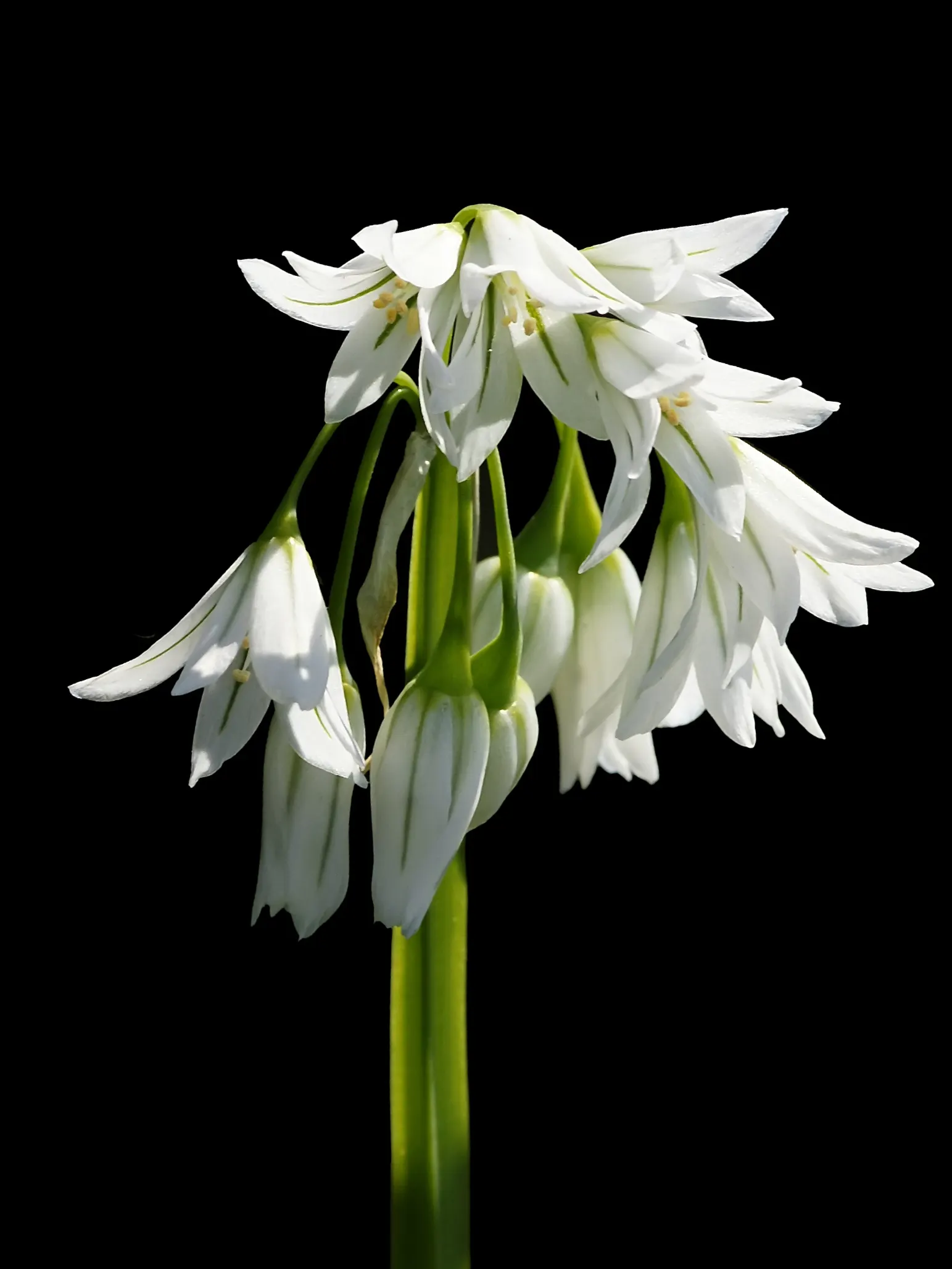 Angled Onion (Allium Triquetrum) — bell-shaped white flowers with a distinct green stripe; bloom in the spring from March to May, image 48
