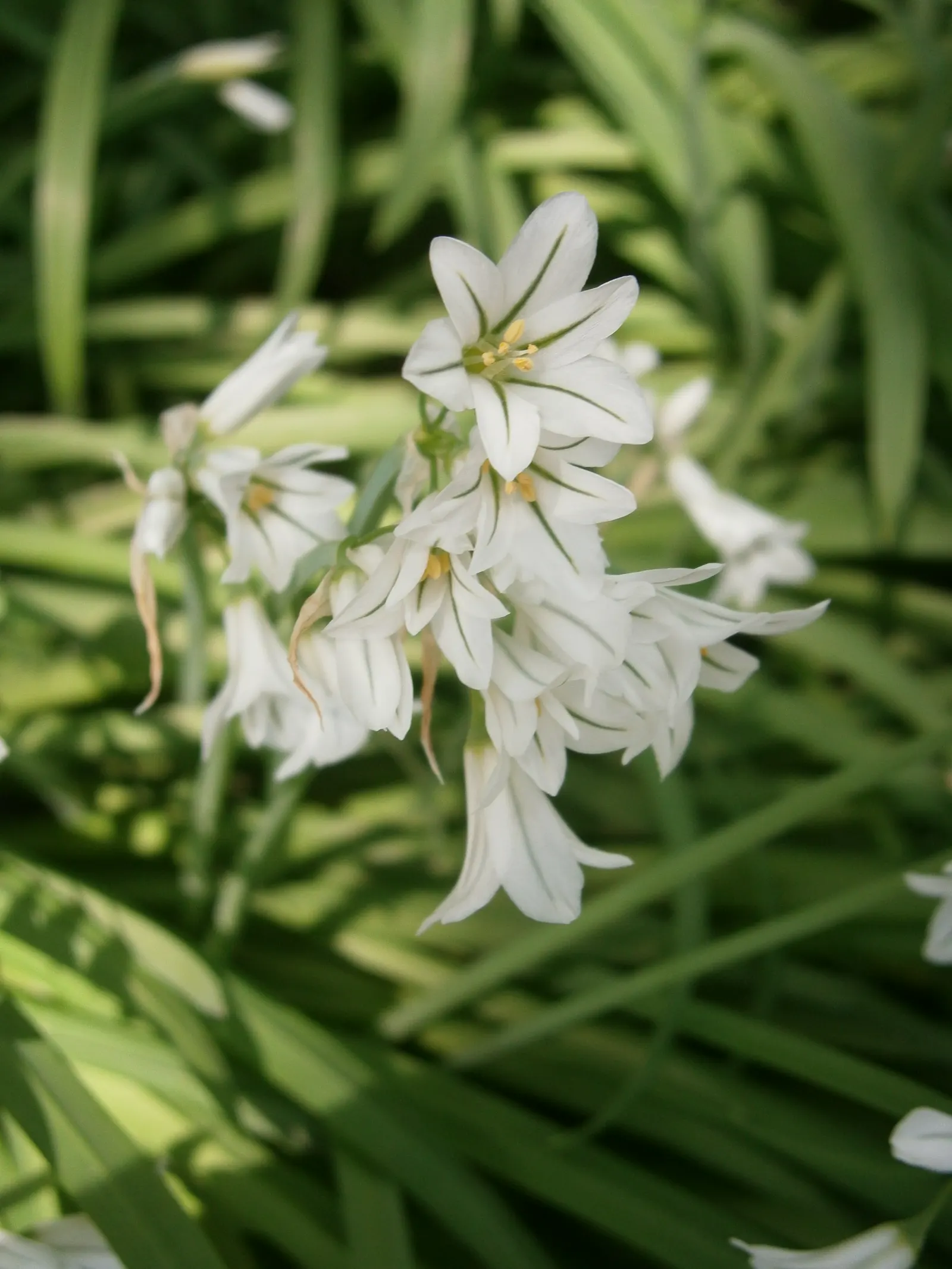 Angled Onion (Allium Triquetrum) — It's important to note that it can be invasive in some regions