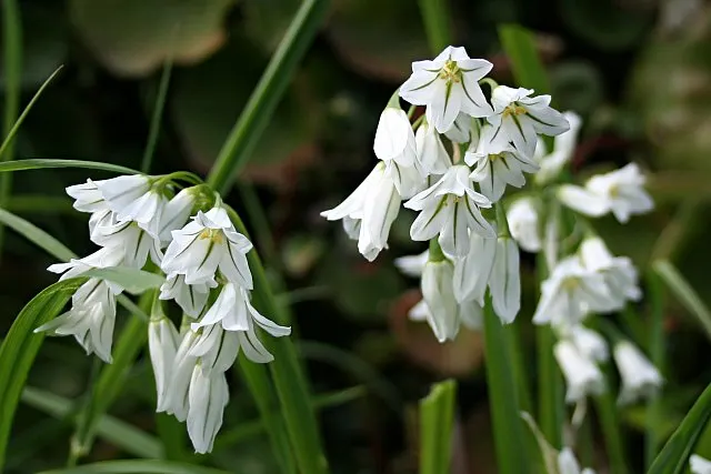 Angled Onion (Allium Triquetrum) — Its foliage consists of slender; adorned with a faint green stripe down each petal, image 61