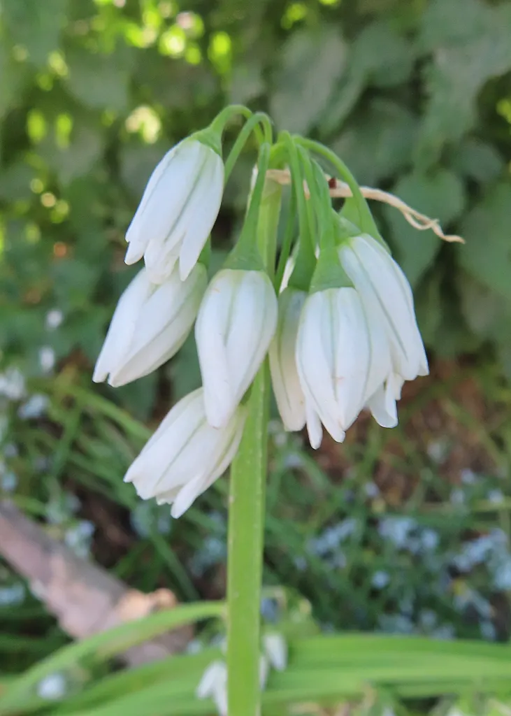 Angled Onion (Allium Triquetrum) — commonly known as the Angled Onion or Three-Cornered Leek; bulb for full or half