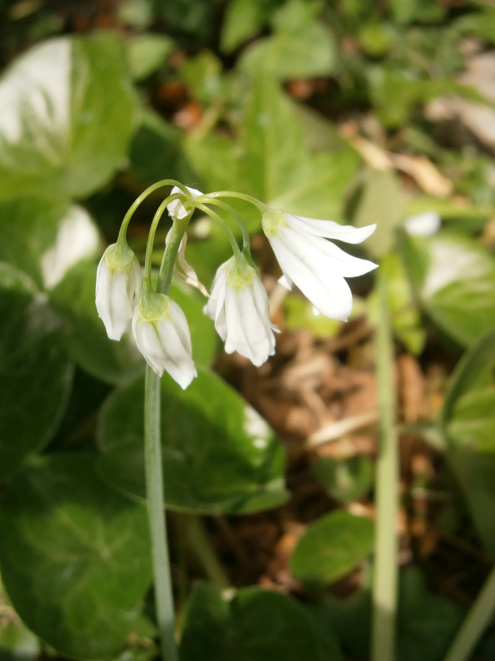 Angled Onion (Allium Triquetrum) — This plant prefers full sun to partial shade and well-draining soil