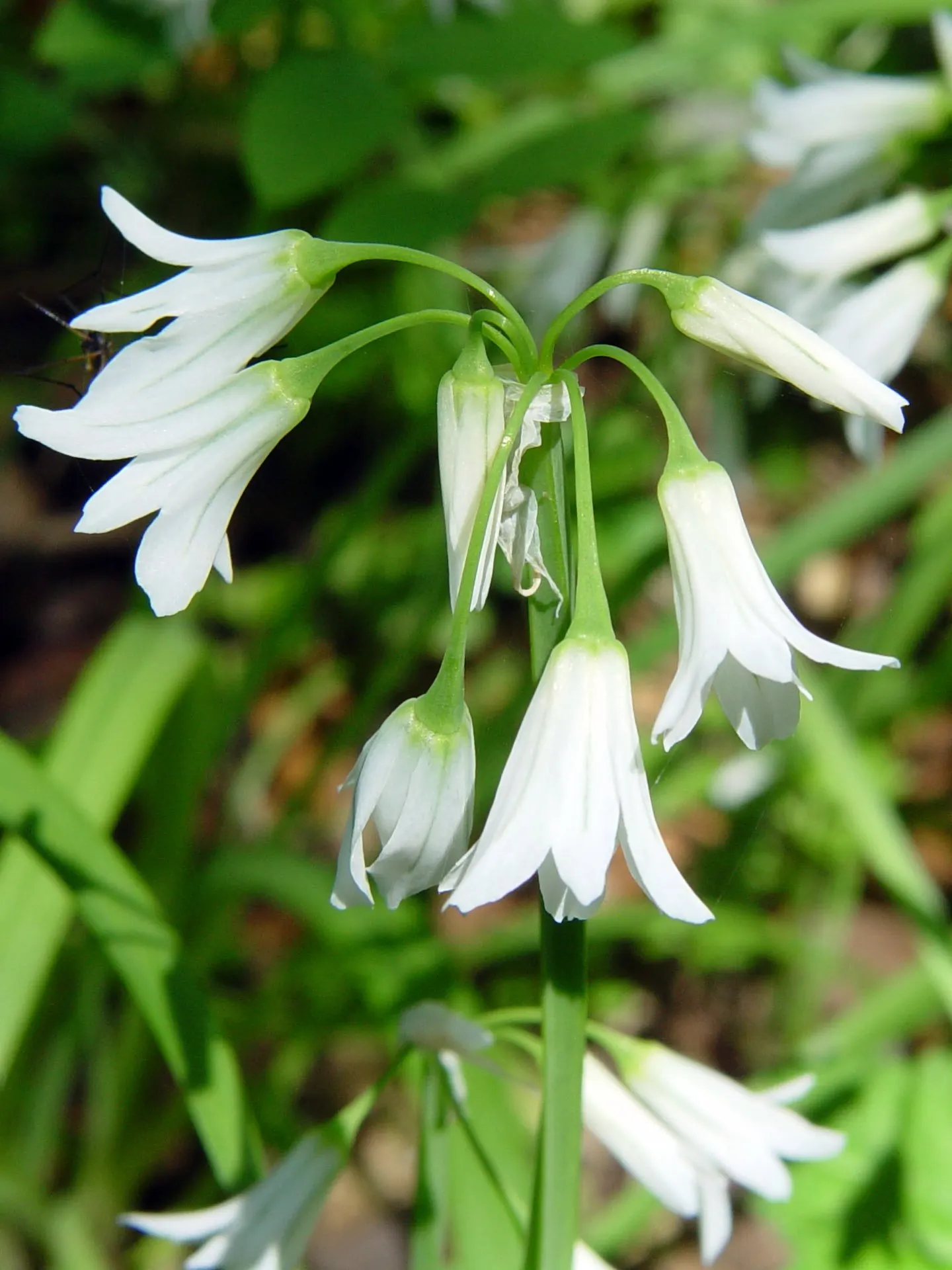 Angled Onion (Allium Triquetrum) — Its stems are approximately 12-18 inches tall and exhibit a unique triangular cross-section; this versatile plant can handle